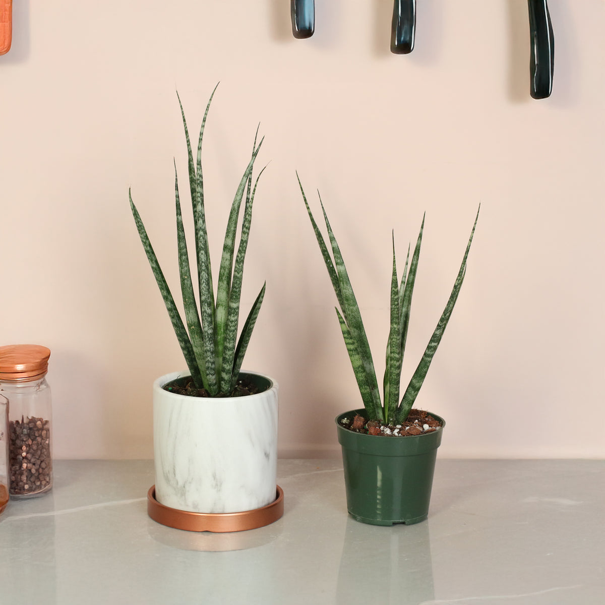 Sansevieria Fernwood plants in kitchen. 