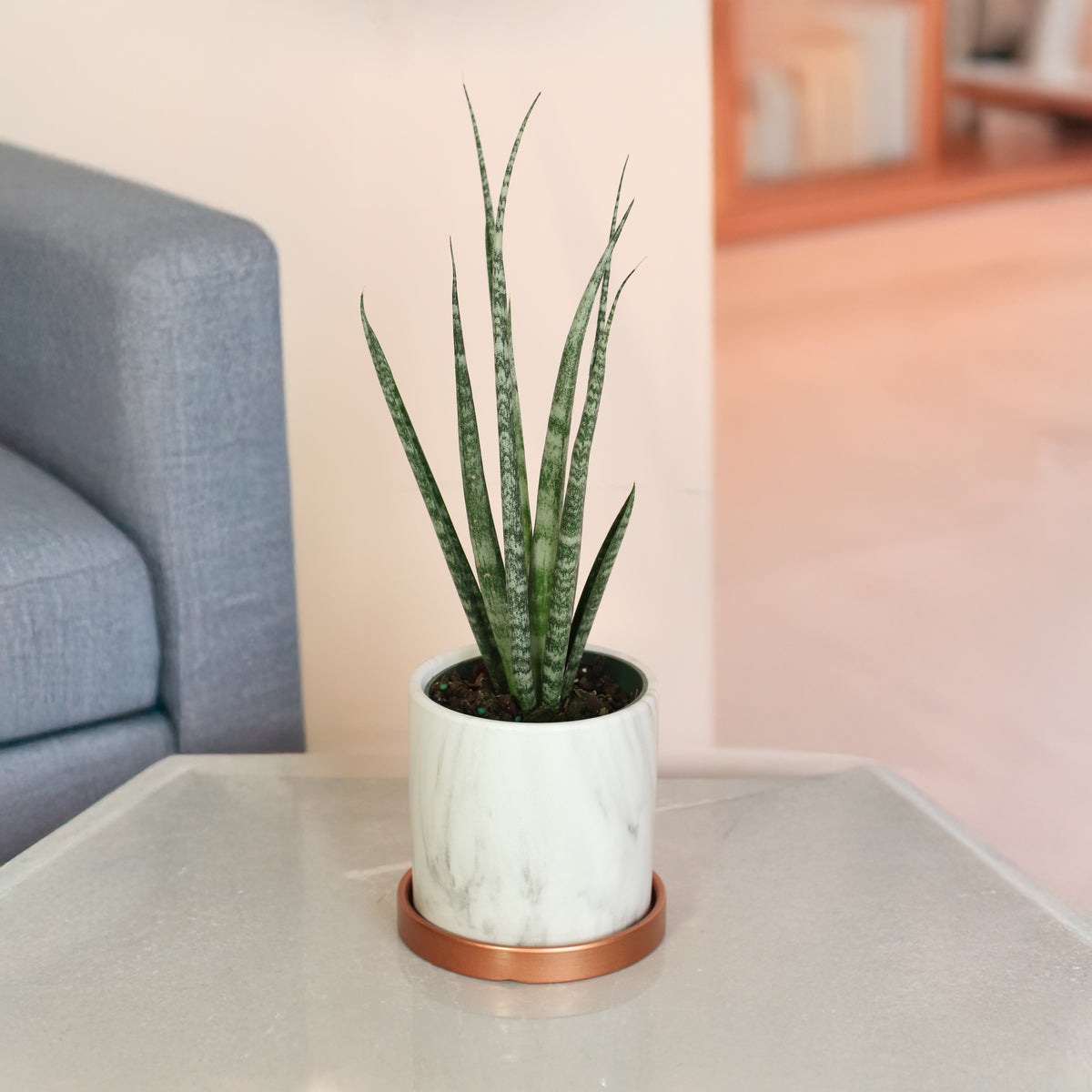 Sansevieria Fernwood in livingroom