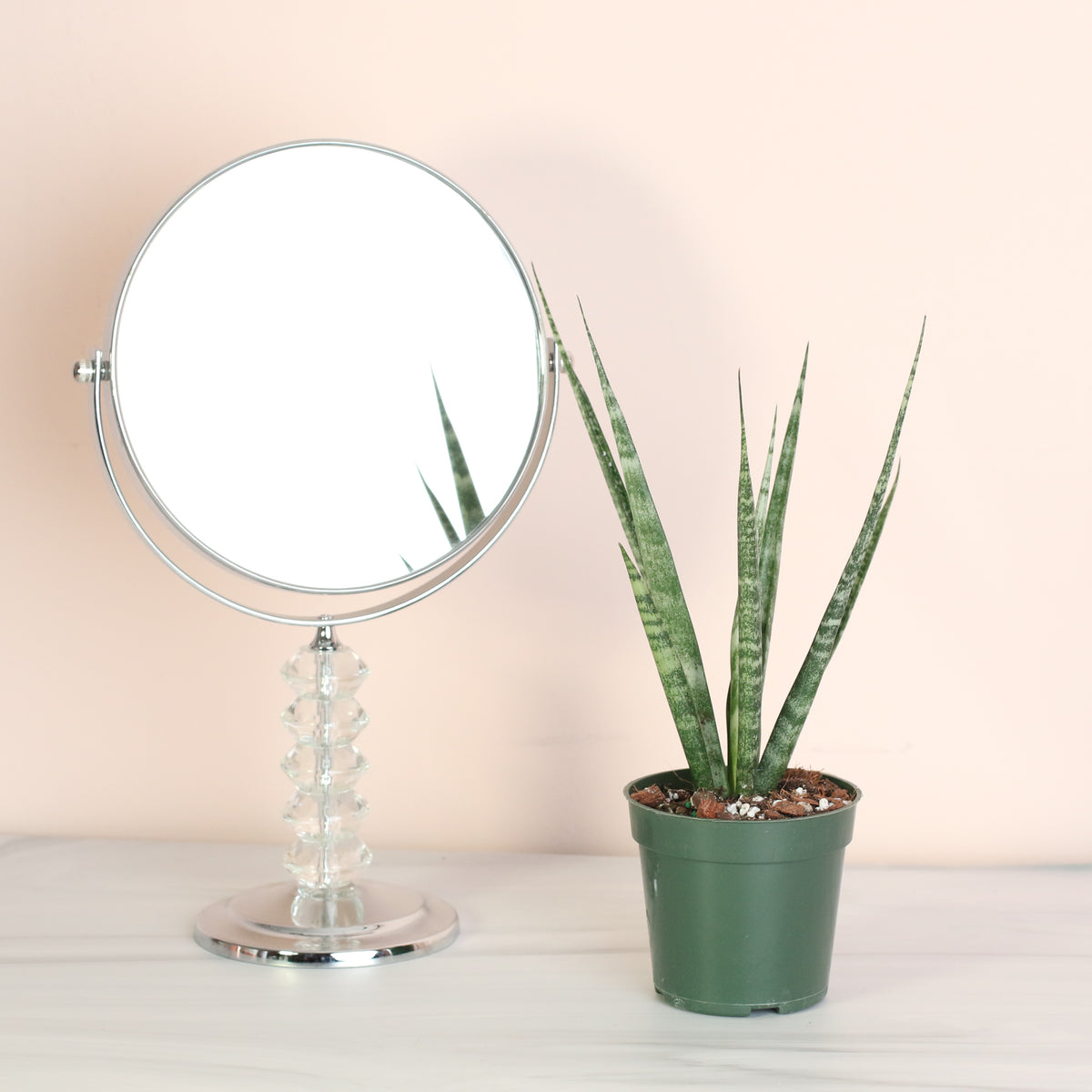 Sansevieria Fernwood next to mirror. 