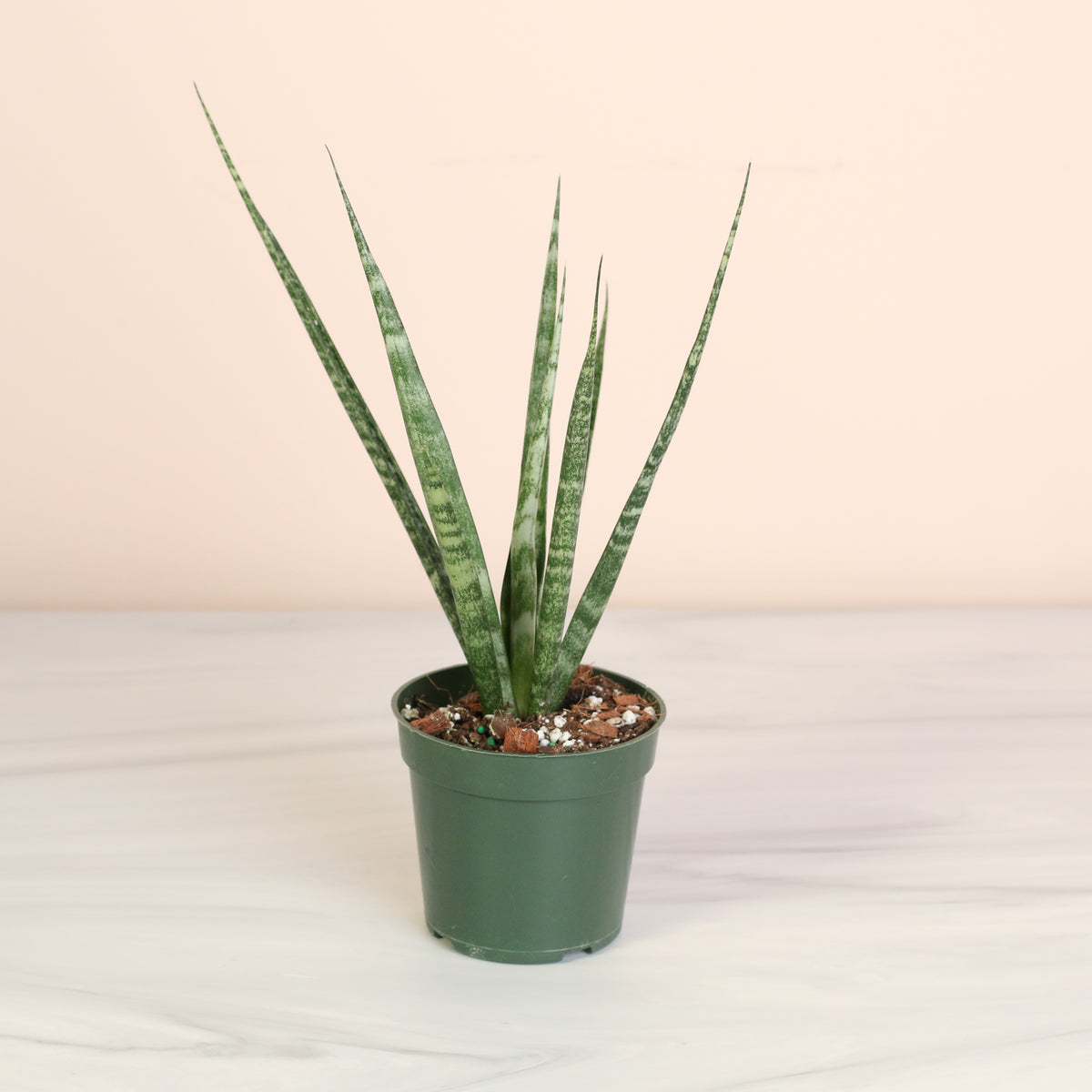Sansevieria Fernwood 4" Nursery. 