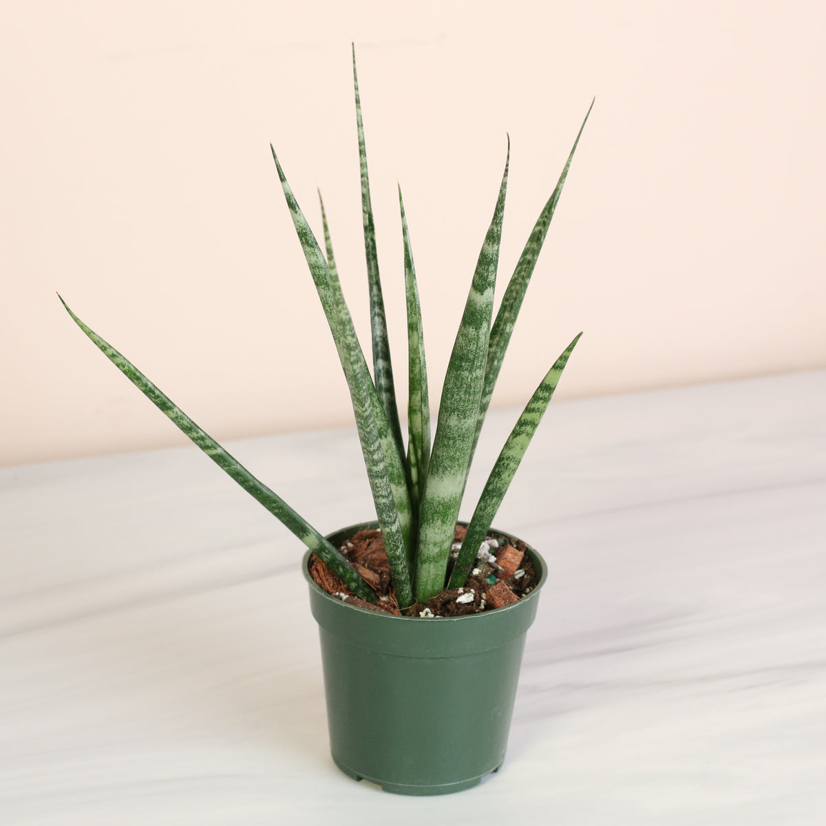 Sansevieria Fernwood 4" Nursery Plant