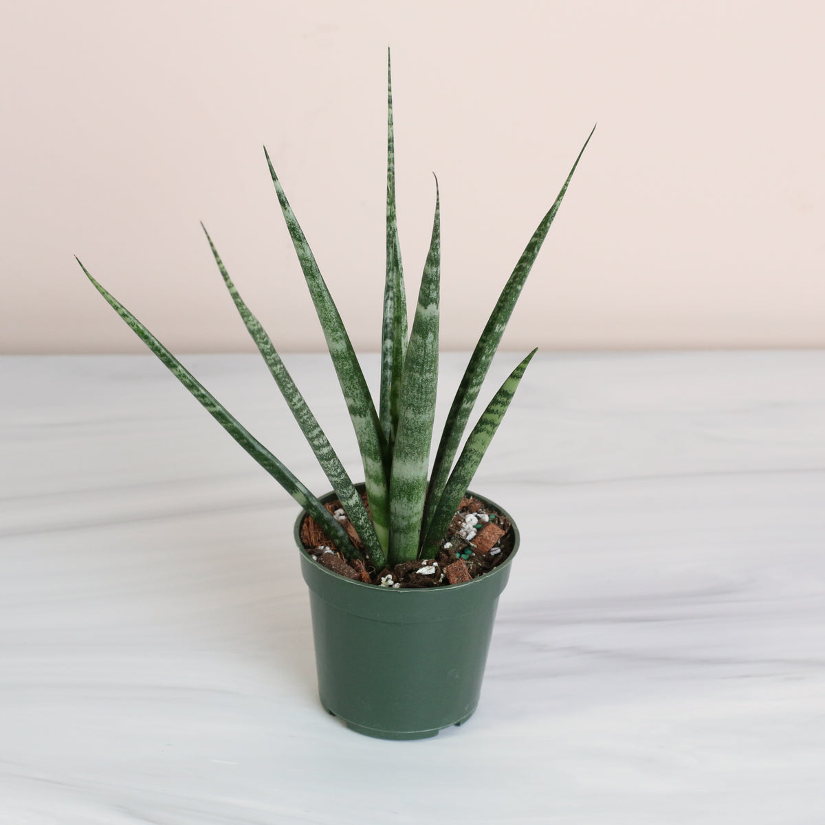 Sansevieria Fernwood 4" Nursery