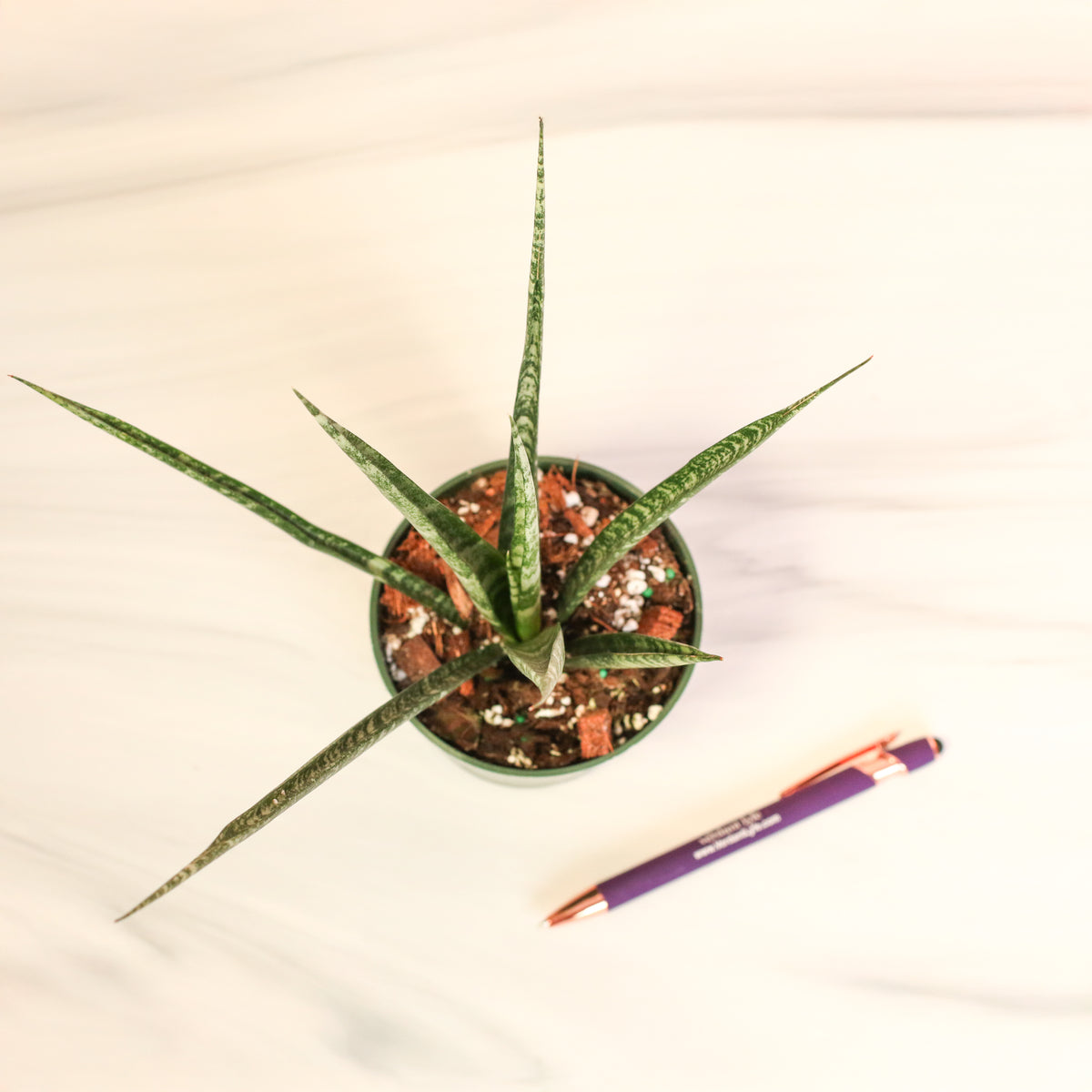 Top View of Sansevieria Fernwood