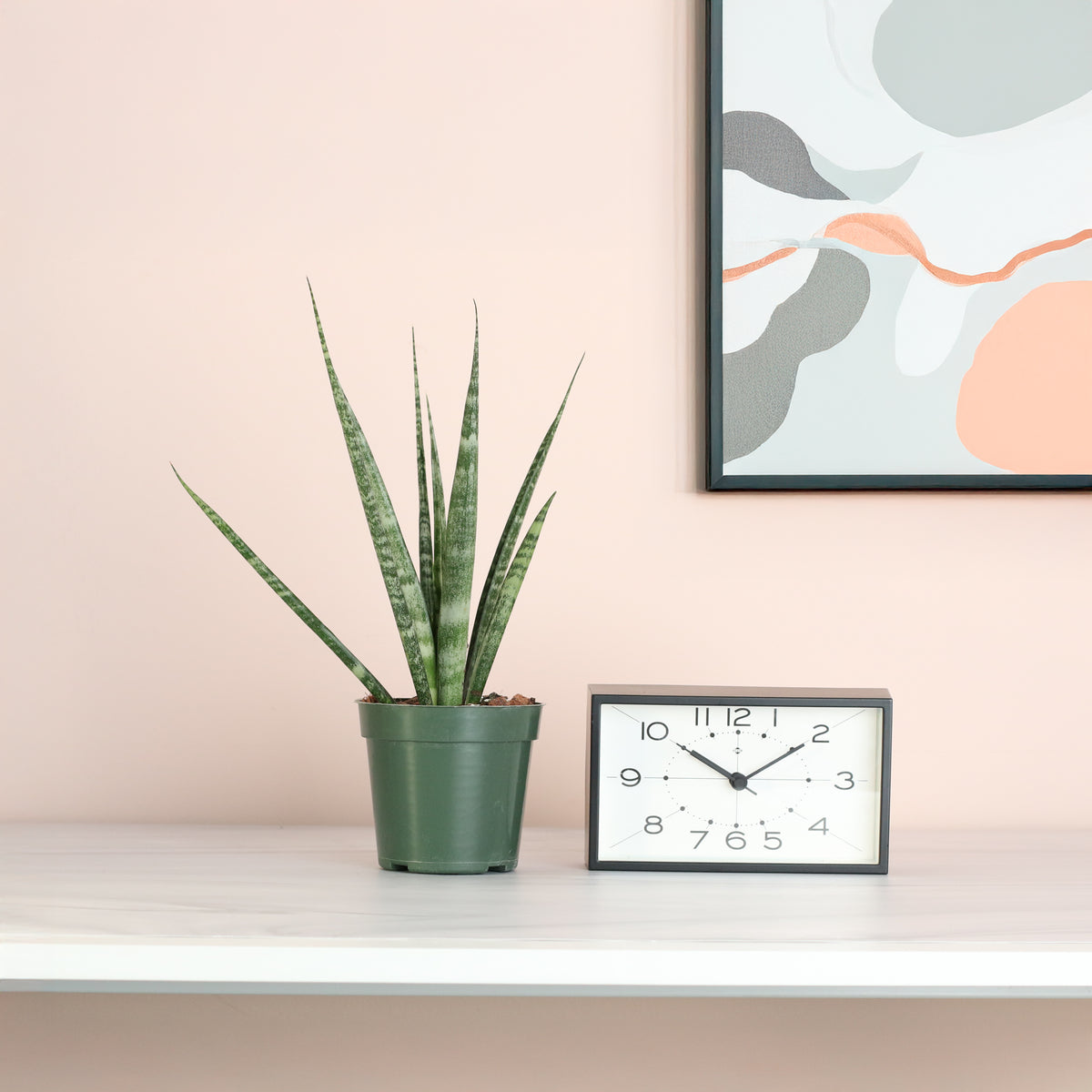 Sansevieria Fernwood next to clock. 