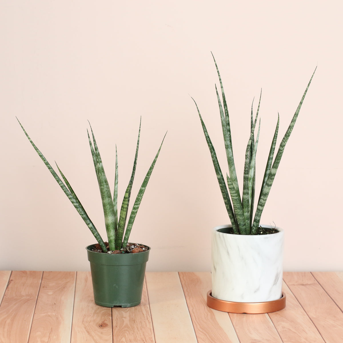 Sansevieria Fernwood plants