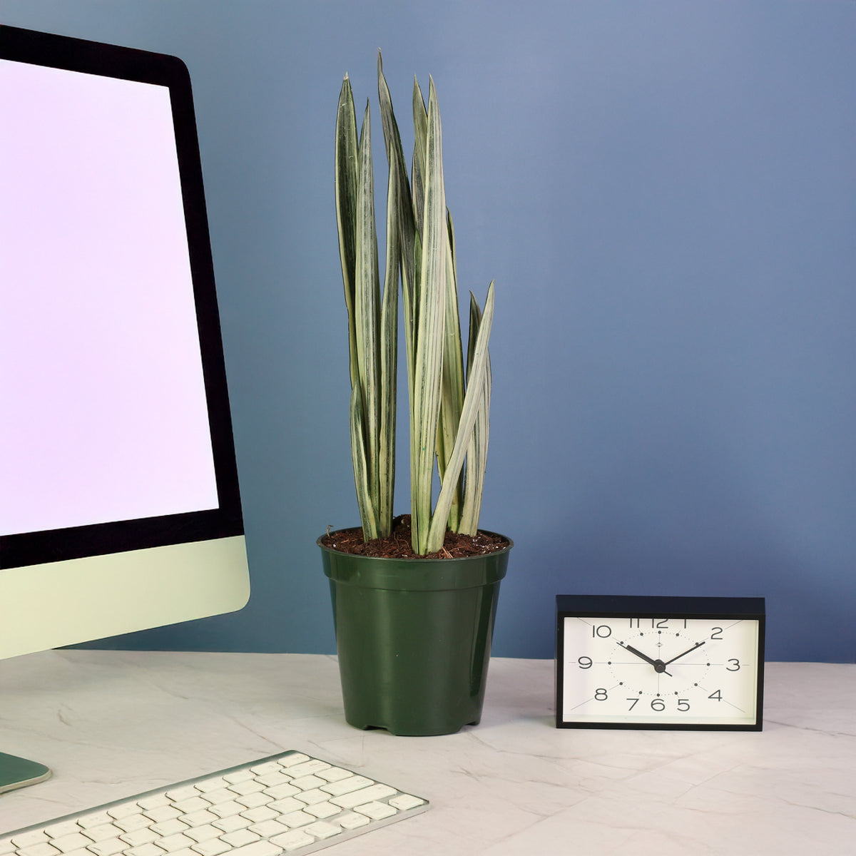 Sansevieria ‘Bantel’s Sensation 6" Nursery next to computer