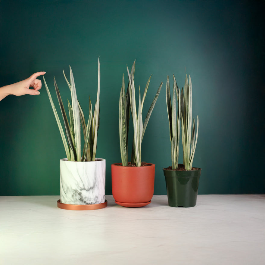 Sansevieria ‘Bantel’s Sensation’ available in 3 sizes