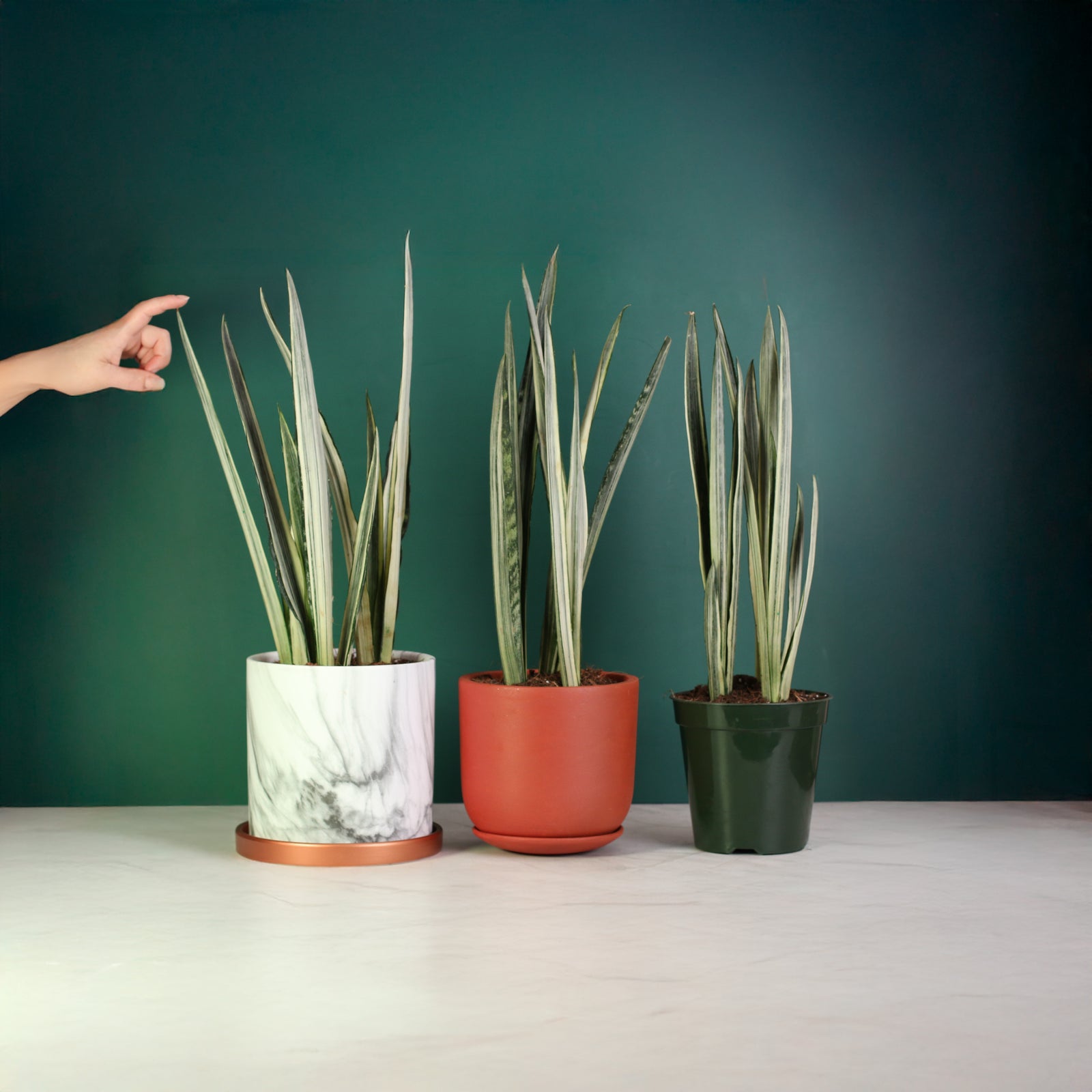 Sansevieria ‘Bantel’s Sensation’ available in 3 sizes