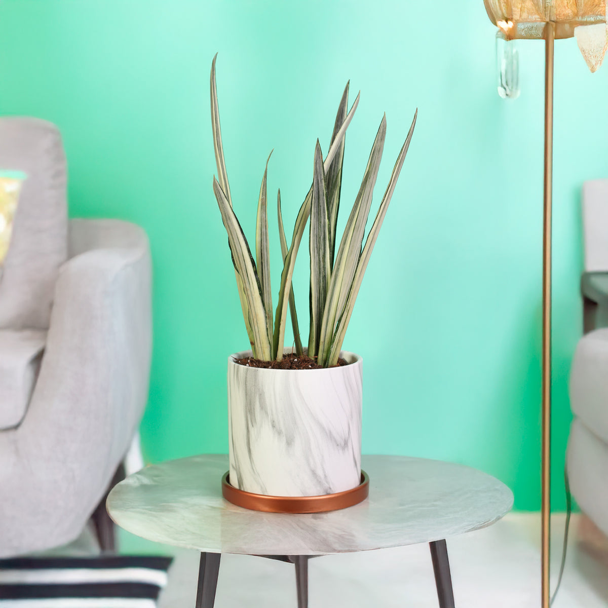 Sansevieria ‘Bantel’s Sensation in Selene 6.5" Ceramic Planter. 