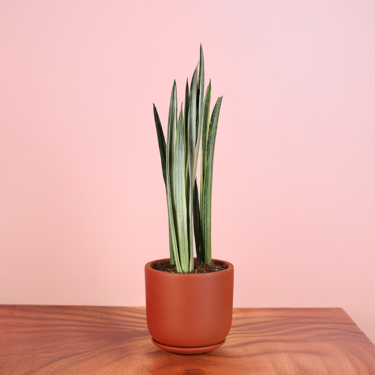 Sansevieria ‘Bantel’s Sensation in Whitney Terracotta 6.5" Planter. 