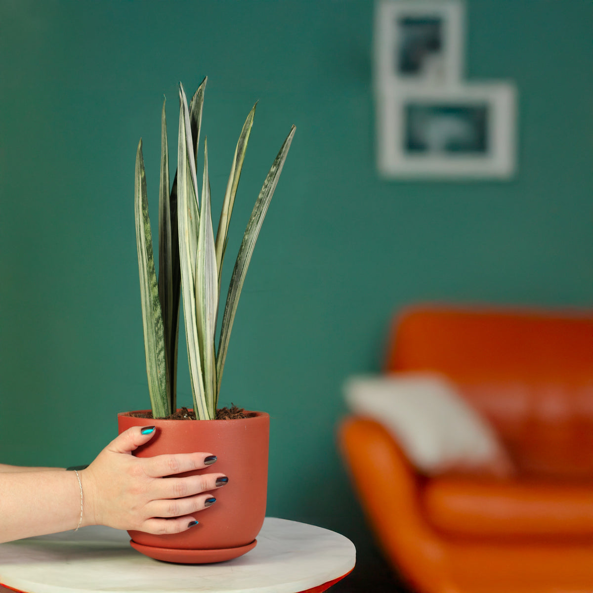Sansevieria ‘Bantel’s Sensation in Whitney Terracotta 6.5" Planter. 