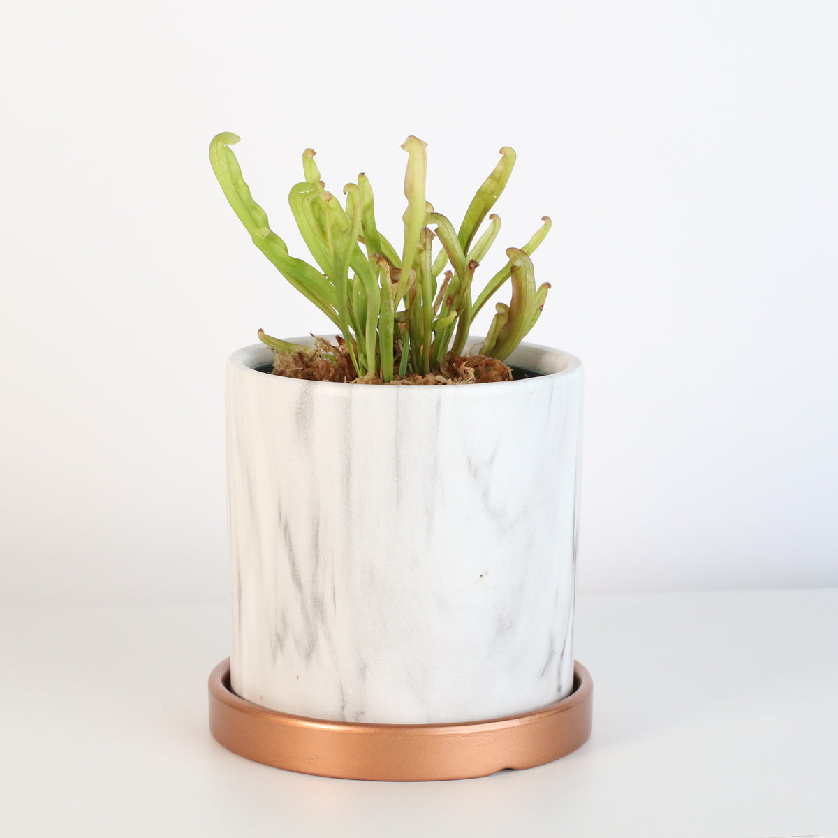 Sarracenia Bug Bat in Daphne 4.5" Ceramic Planter. 