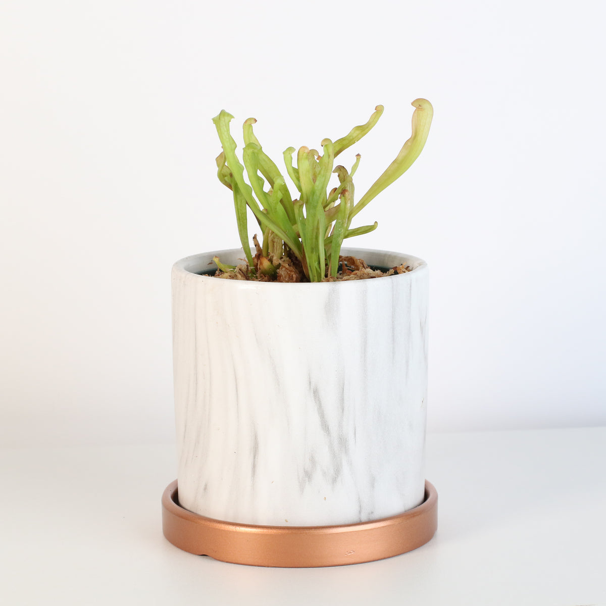 Sarracenia Bug Bat in Daphne 4.5" Ceramic Planter. 