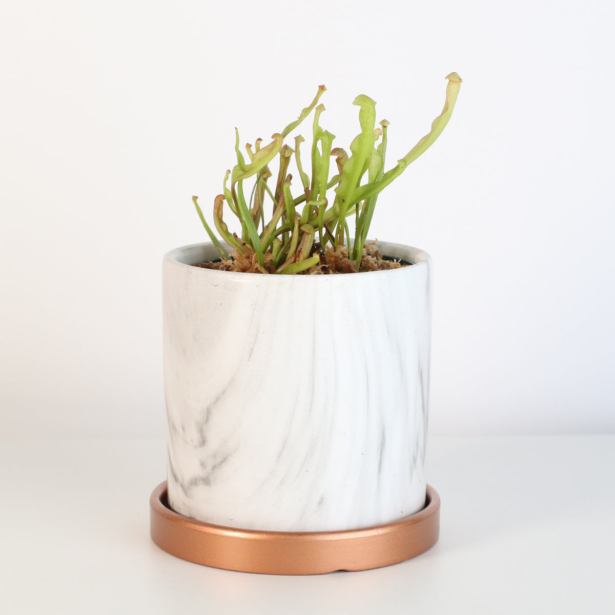 Sarracenia Bug Bat in Daphne 4.5" Ceramic Planter. 