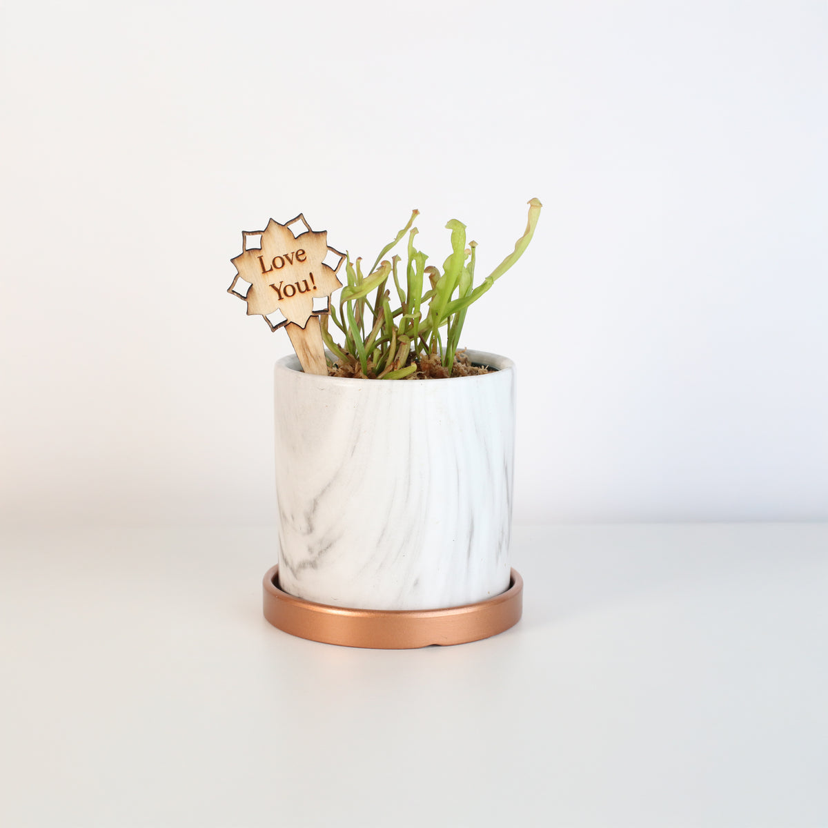 Sarracenia Bug Bat in Daphne 4.5" Ceramic Planter. 