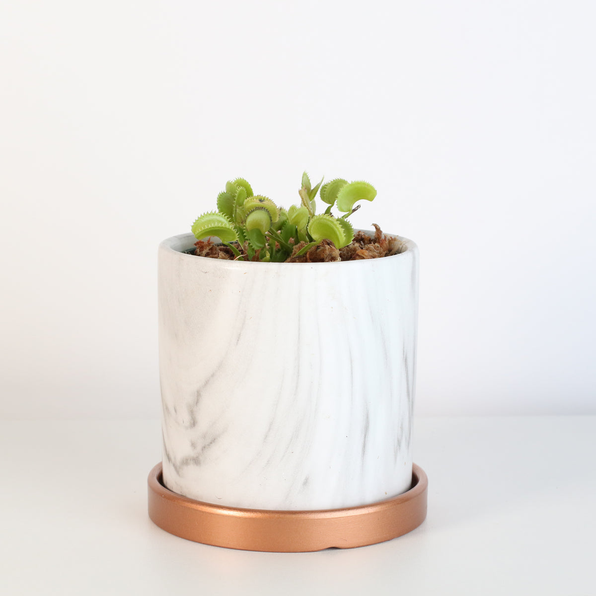 Sarracenia Bug Bat in Daphne 4.5" Ceramic Planter. 
