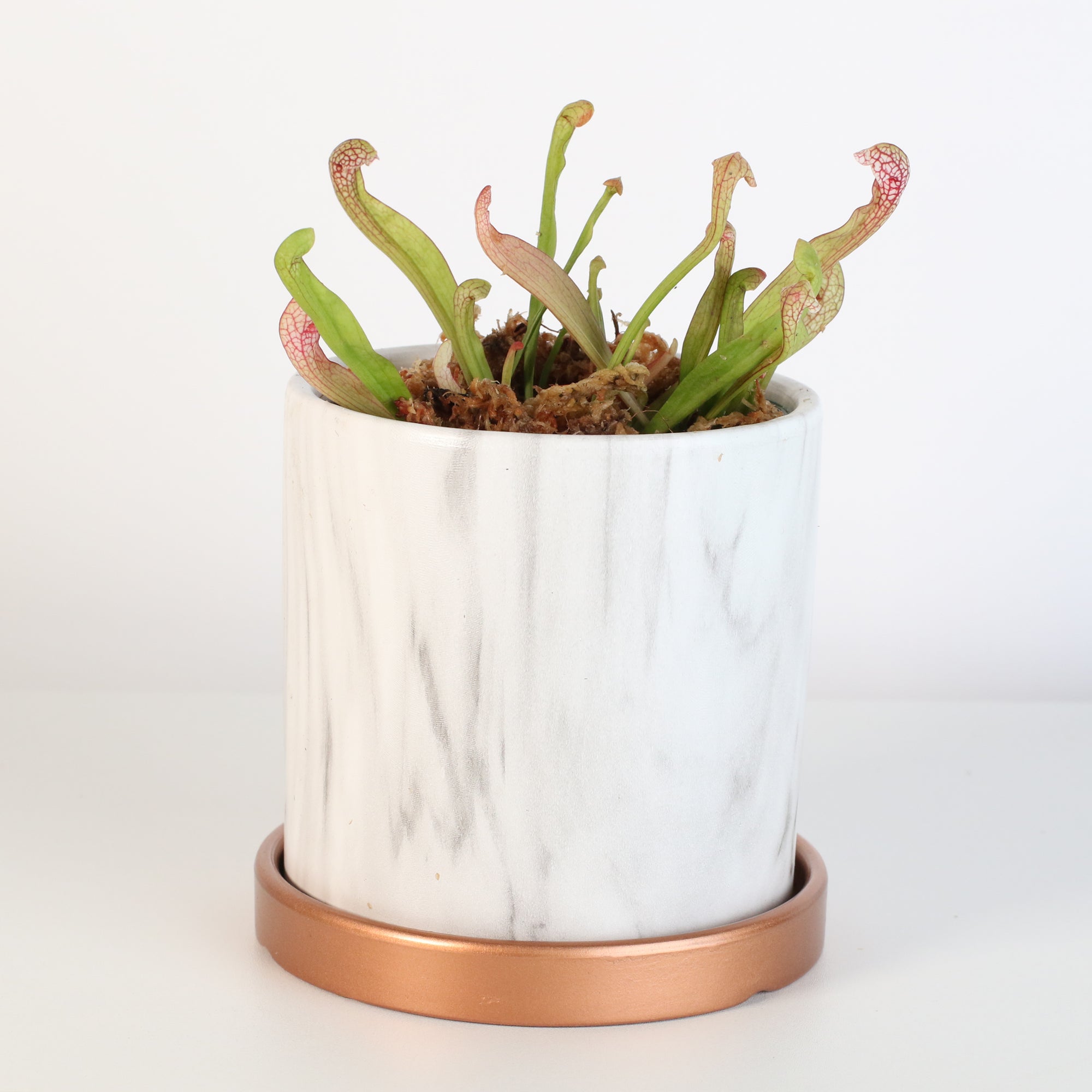 pitcher plant in pot Nepenthes Sanguinea Carnivorous Pitcher Plant