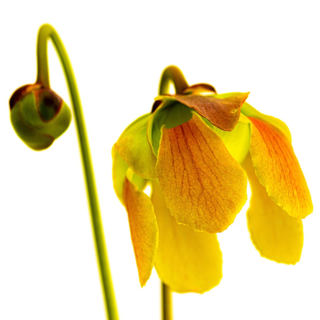 Flower bloom of Sarracenia minor okefenokeensis Bug Bat Carnivorous Plant