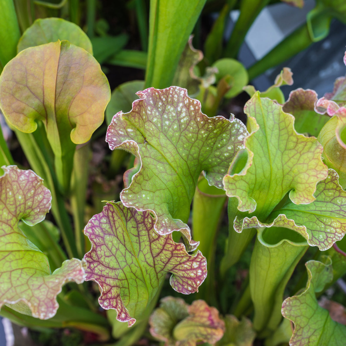 Top view of Sarracenia 'Judith Hindle' Bug Bat Carnivorous Plant. 