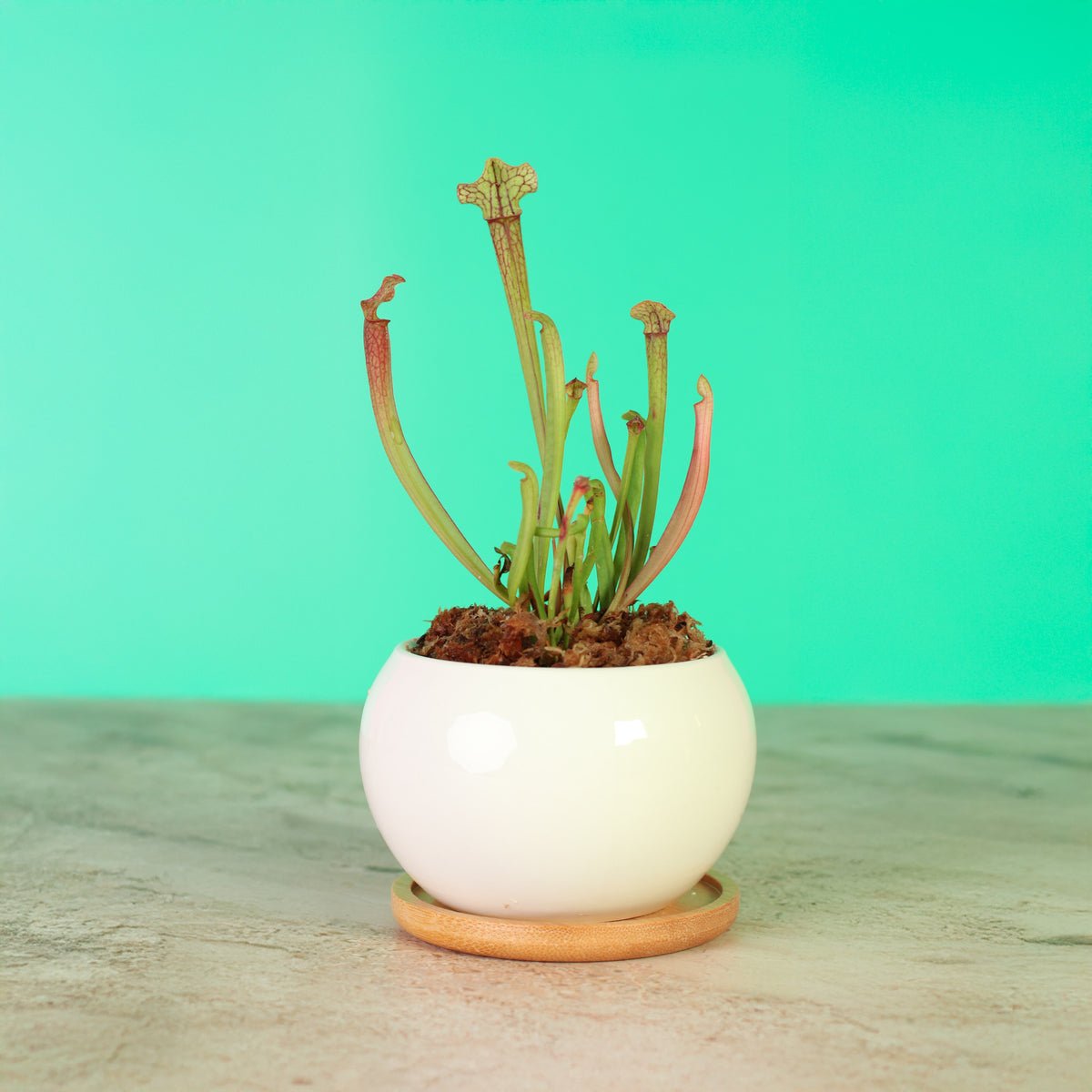 Sarracenia ‘Judith Hindle’ – Bug Bat Carnivorous Plant in Diana 3" ceramic planter. 