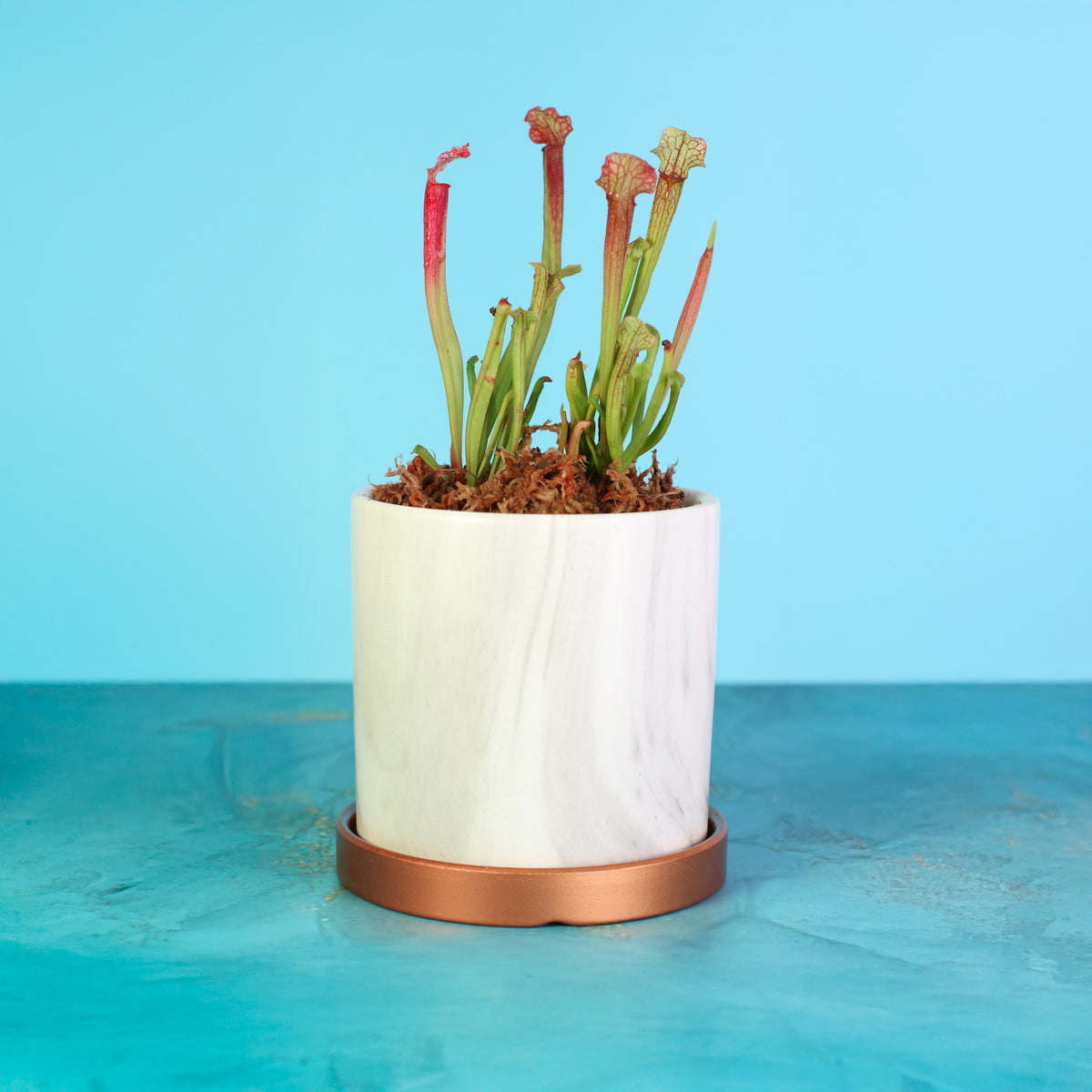 Sarracenia ‘Judith Hindle’ – Bug Bat Carnivorous Plant in Daphne 5.5" planter
