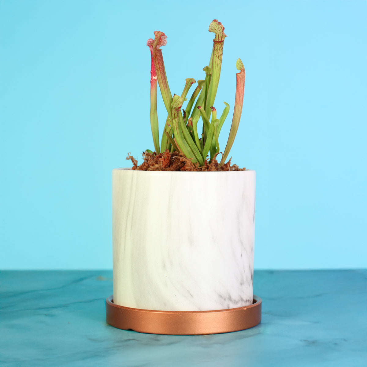Sarracenia ‘Judith Hindle’ – Bug Bat Carnivorous Plant in Daphne Ceramic 5.5" Planter.