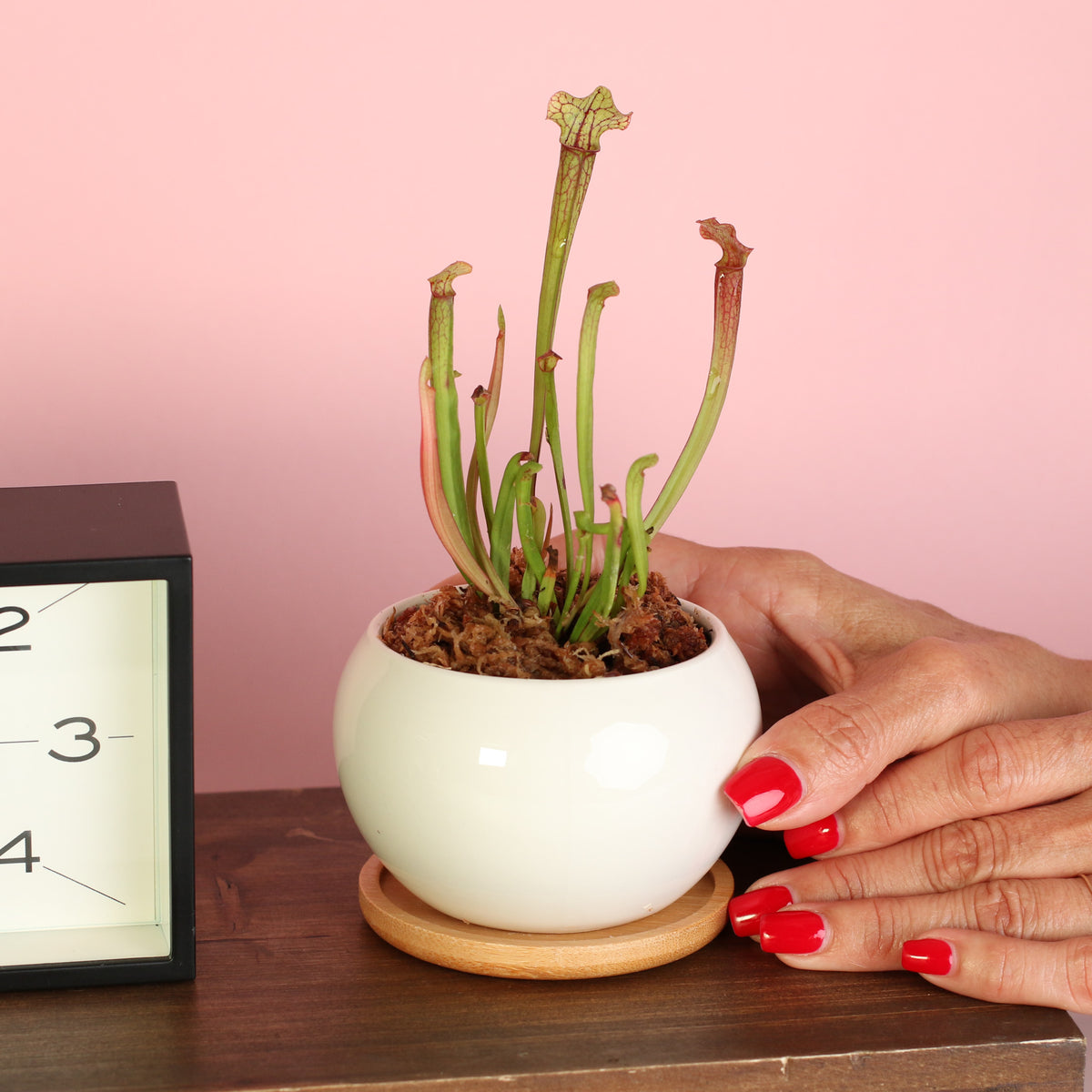 Sarracenia ‘Judith Hindle’ – Bug Bat Carnivorous Plant in Diana 3" Ceramic Planter in hand. 