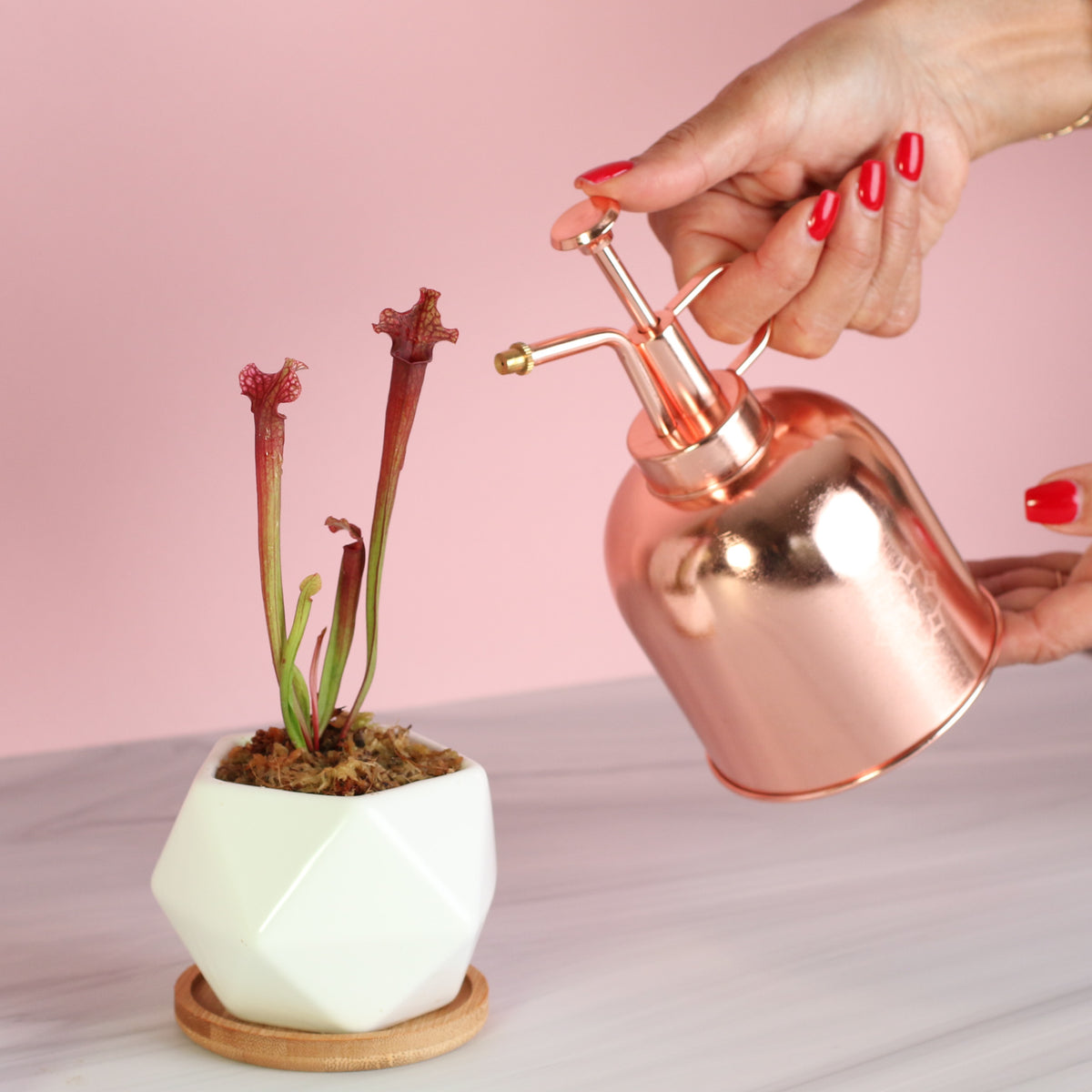 Sarracenia ‘Judith Hindle’ – Bug Bat Carnivorous Plant in Wanda Ceramic 3" planter getting misted. 