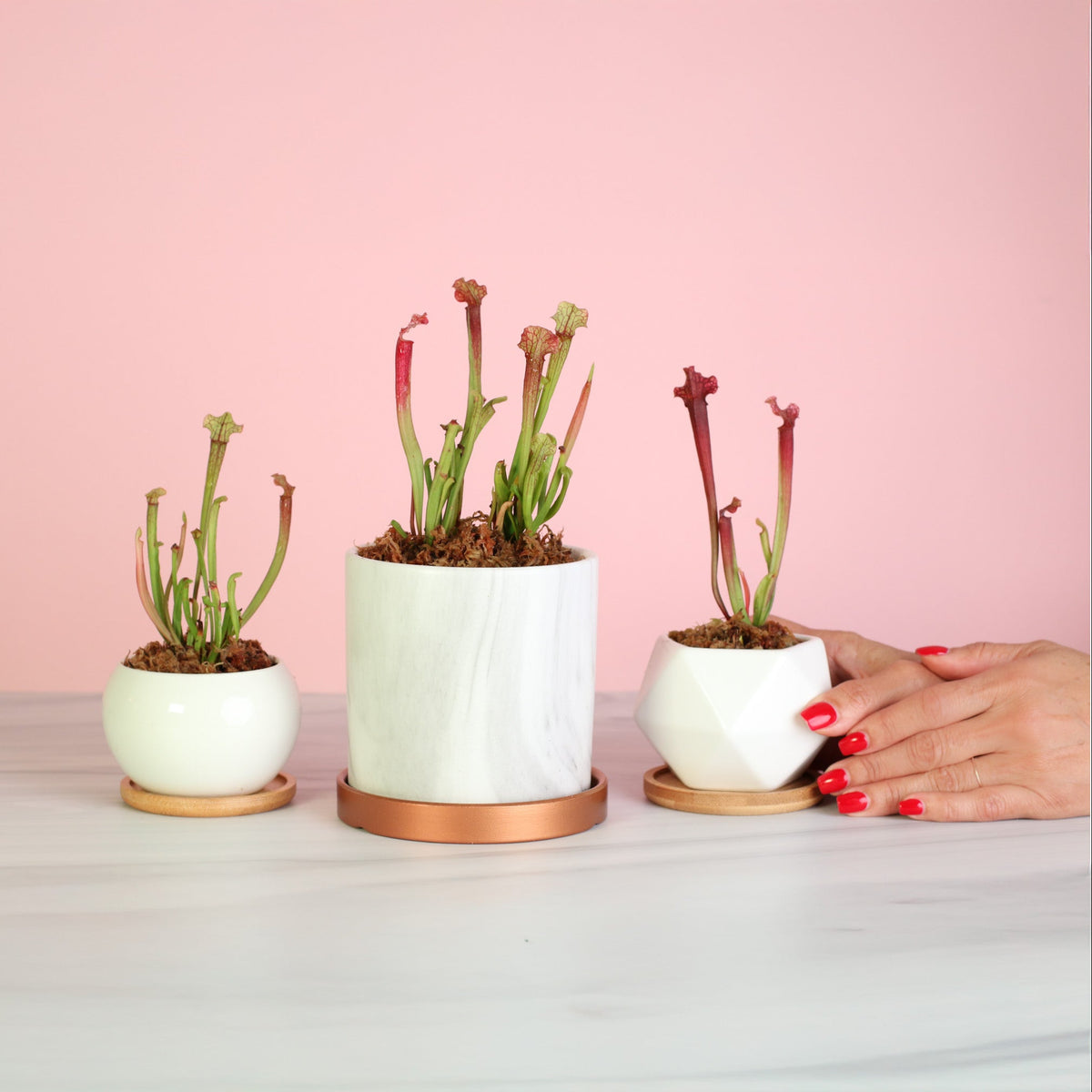 Sarracenia ‘Judith Hindle’ – Bug Bat Carnivorous Plant