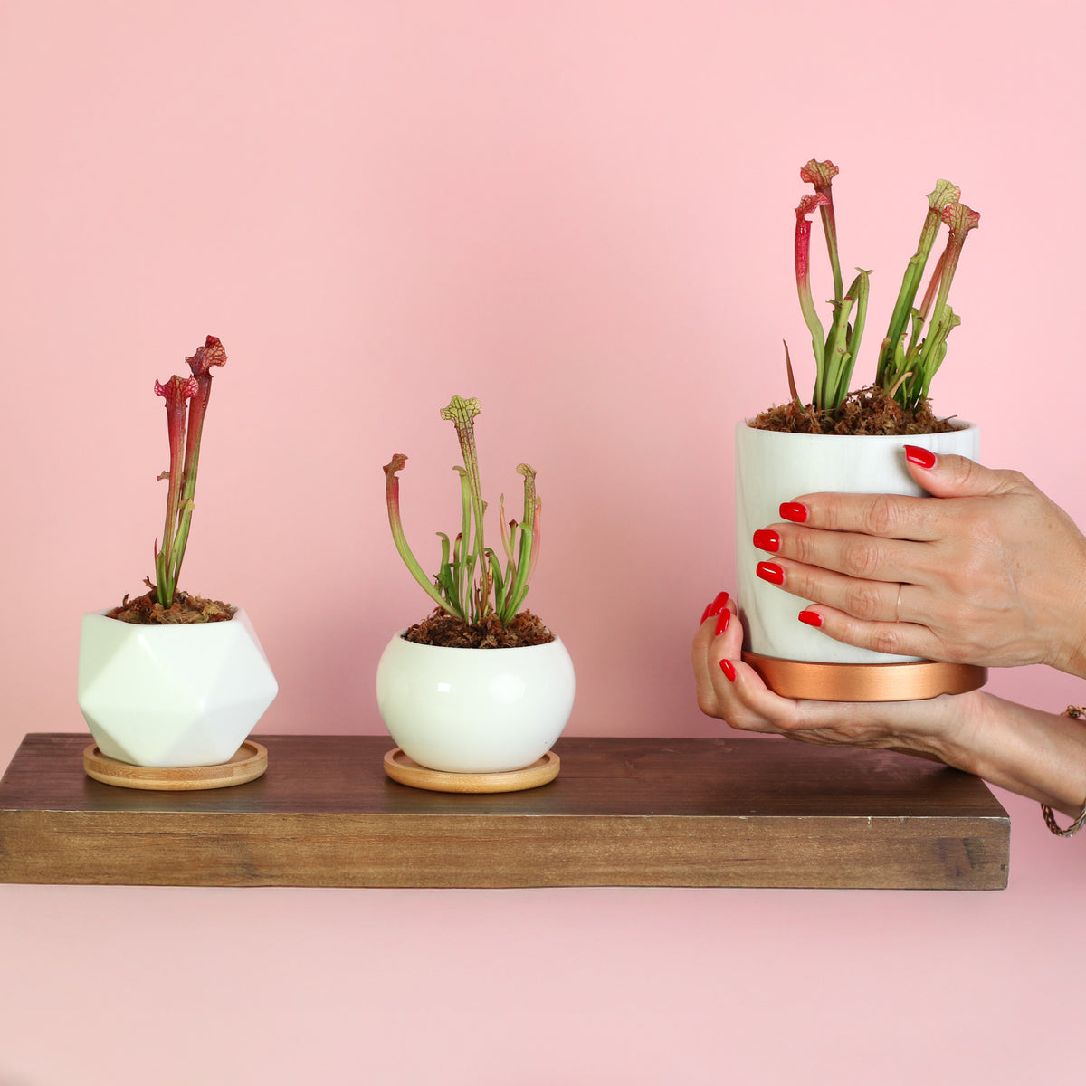 Sarracenia ‘Judith Hindle’ – Bug Bat Carnivorous Plant options displayed on floating shelf. 