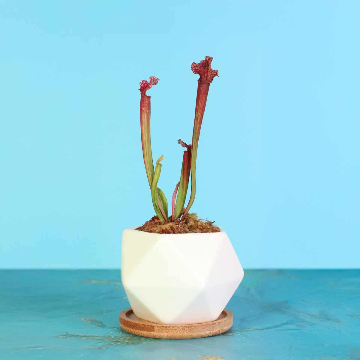 Sarracenia ‘Judith Hindle’ – Bug Bat Carnivorous Plant in Wanda Ceramic Planter 3" with matching bamboo tray for drainage. 