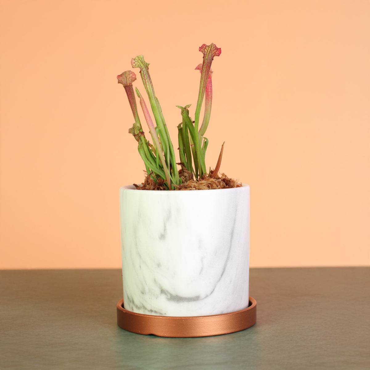 Sarracenia ‘Judith Hindle’ – Bug Bat Carnivorous Plant in Daphne 5.5" Planter.