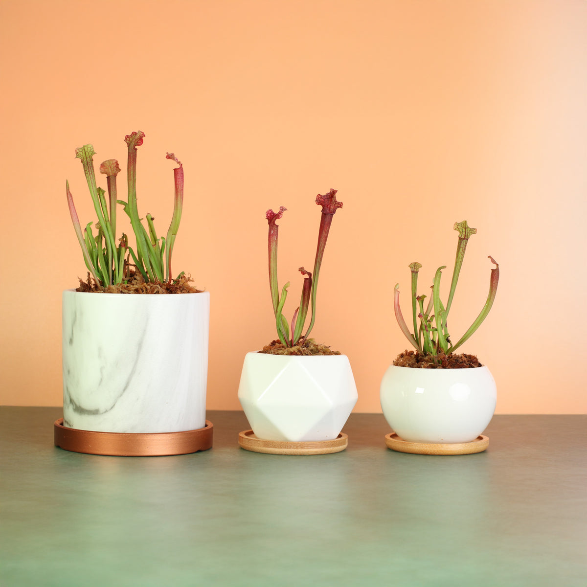Sarracenia ‘Judith Hindle’ – Bug Bat Carnivorous Plant available in Daphne 5.5", Wanda 3" and Diana 3" ceramic planters include drainage trays. 