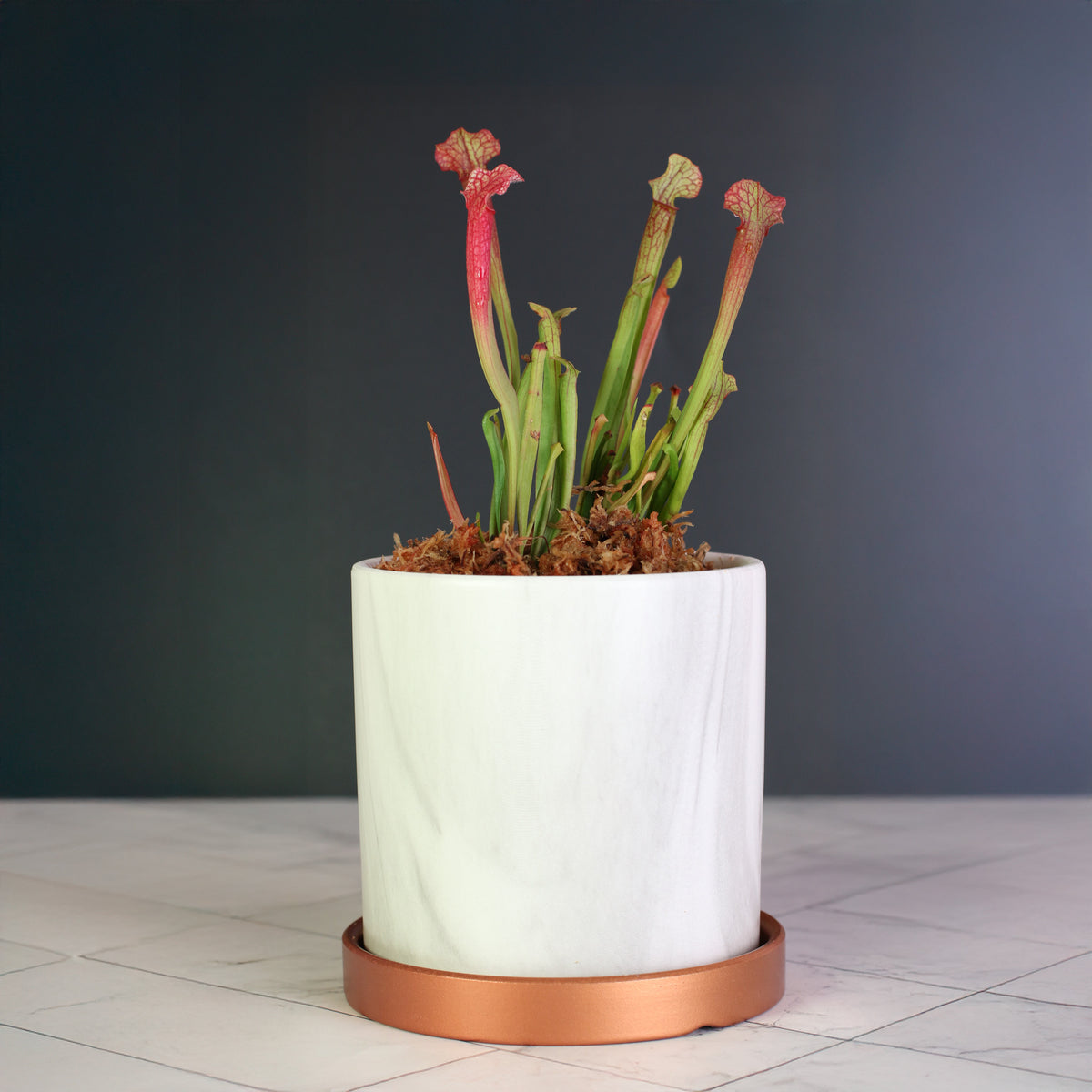 Sarracenia ‘Judith Hindle’ – Bug Bat Carnivorous Plant in Daphne 5.5" ceramic planter. 