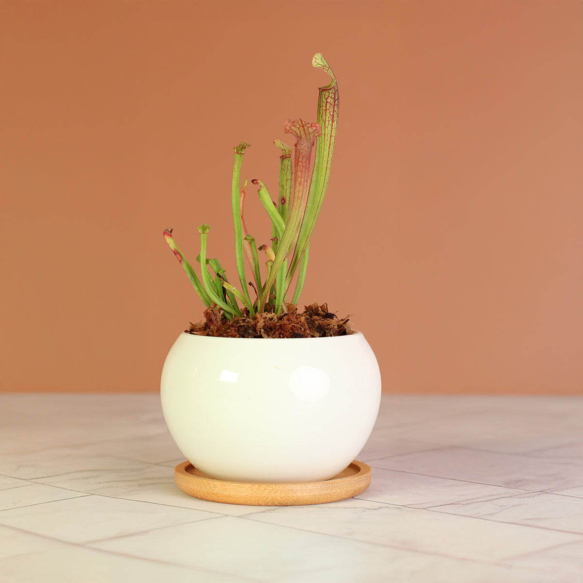 Sarracenia ‘Judith Hindle’ – Bug Bat Carnivorous Plant in 3" Diana Planter. 