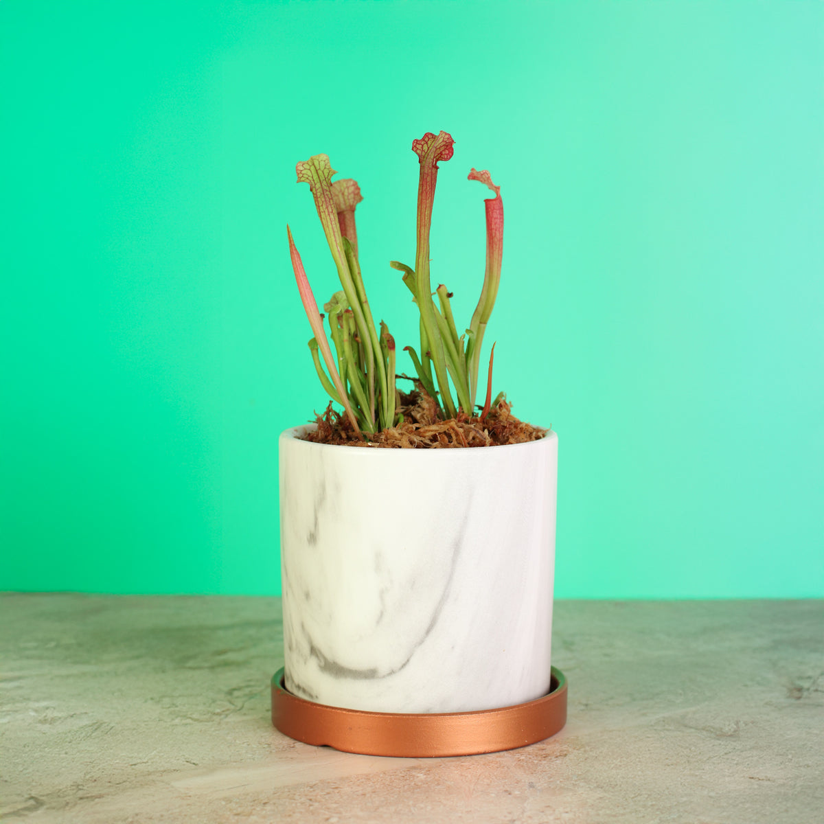 Sarracenia ‘Judith Hindle’ – Bug Bat Carnivorous Plant in Daphne 5.5" Ceramic Planter. 