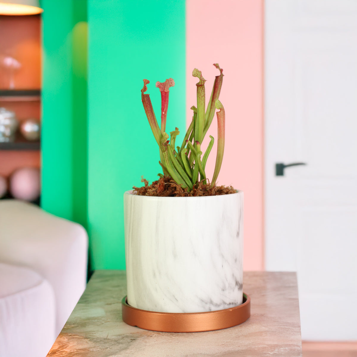 Sarracenia ‘Judith Hindle’ – Bug Bat Carnivorous Plant in Daphne 5.5" Ceramic Planter with rose gold tray. 