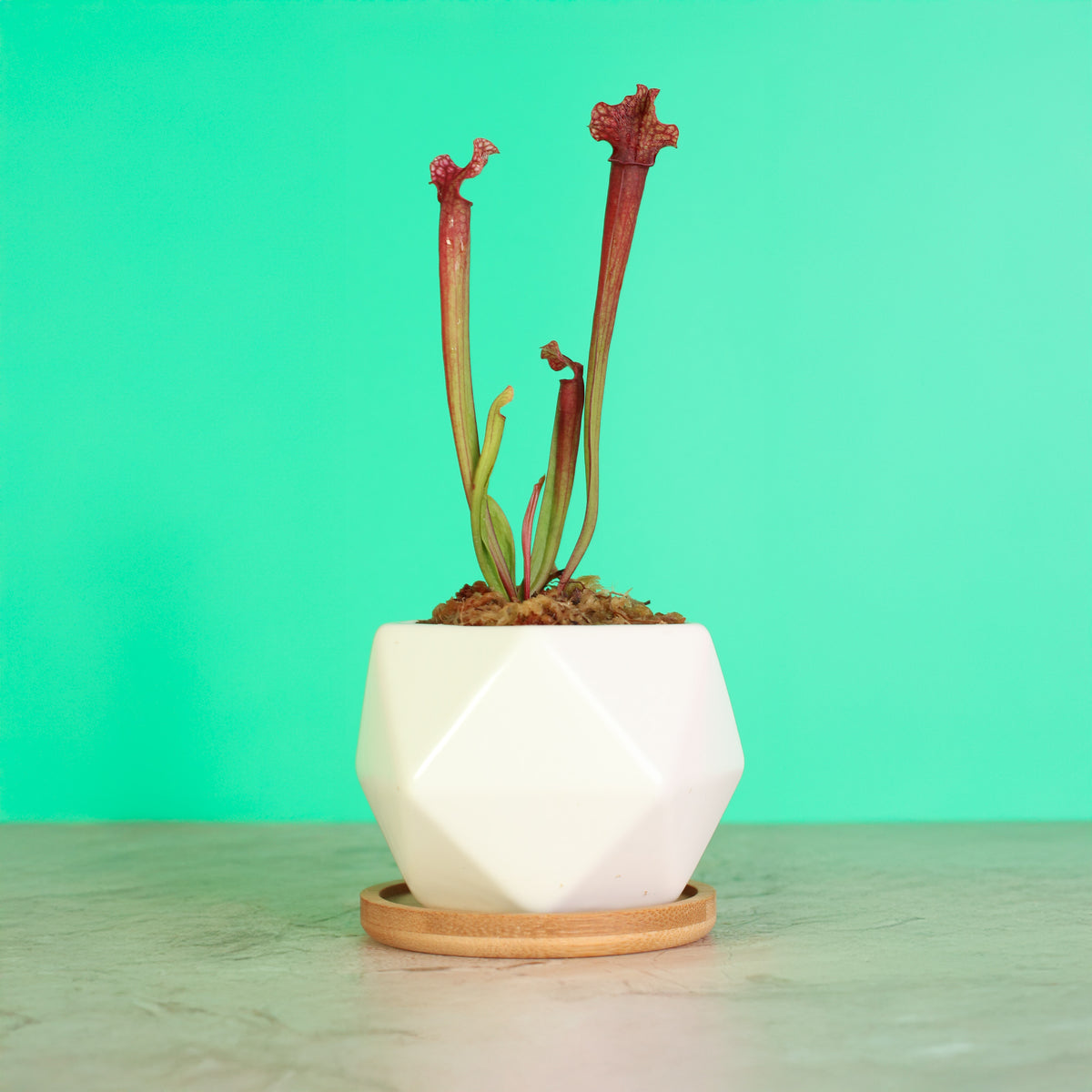 Sarracenia ‘Judith Hindle’ – Bug Bat Carnivorous Plant in Wanda 3" Planter. 