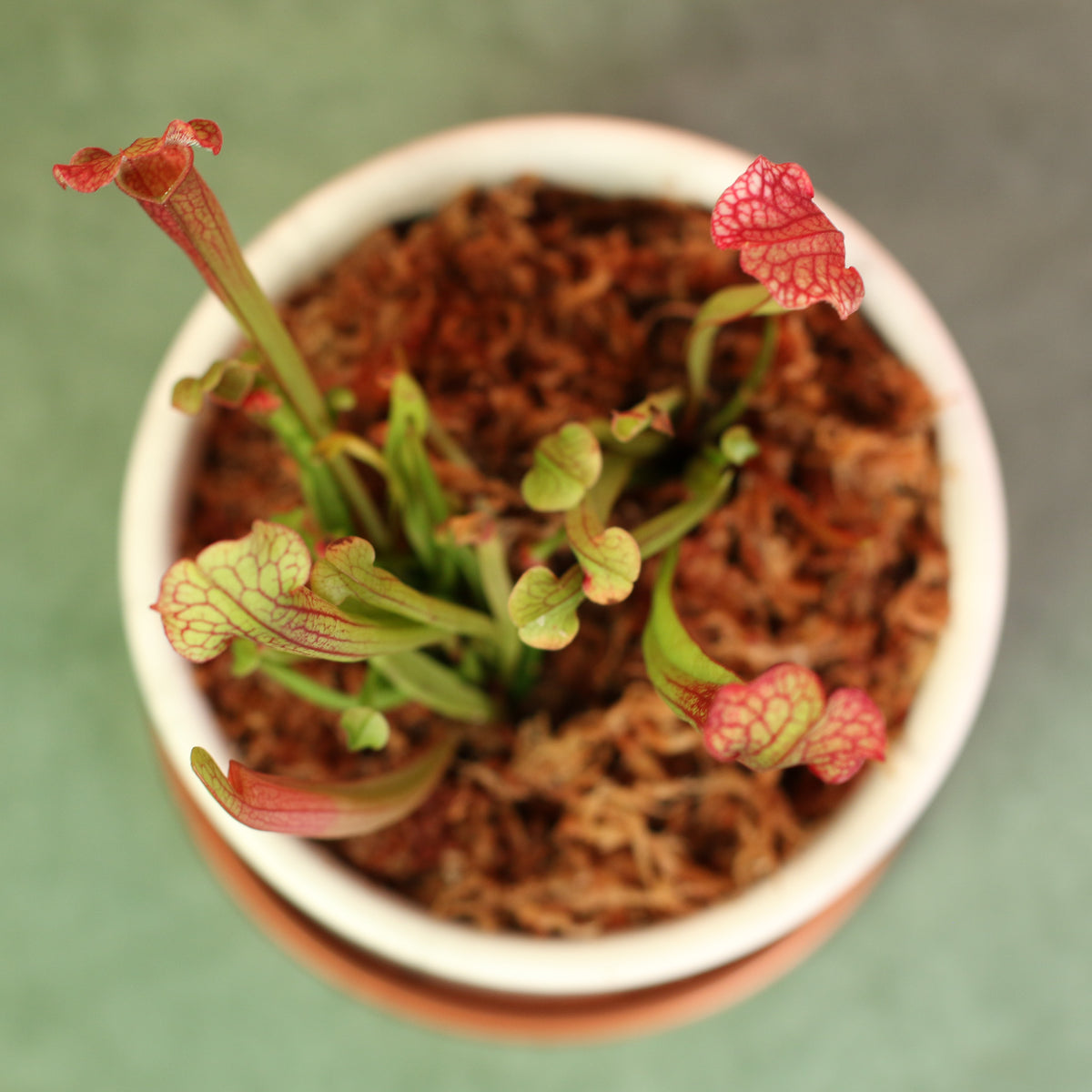 Top View of Sarracenia ‘Judith Hindle’ – Bug Bat Carnivorous Plant in Daphne 5.5" Ceramic Planter. 