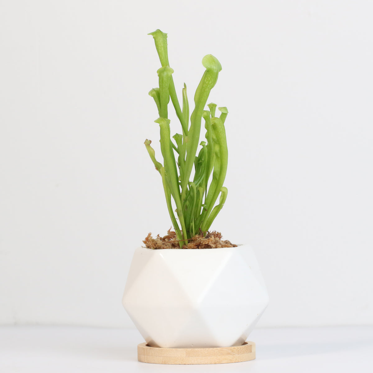 Sarracenia minor okefenokeensis Bug Bat Carnivorous Plant in Wanda Ceramic Planter.