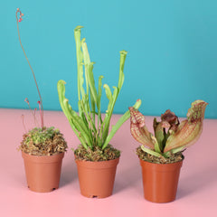 Trio of Terror Carnivorous Plant Bundle - Verdant Lyfe
