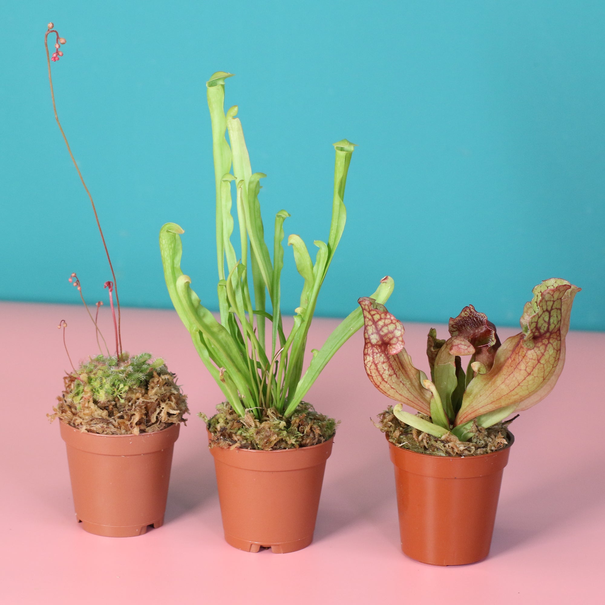 Carnivorous Plant Bundle