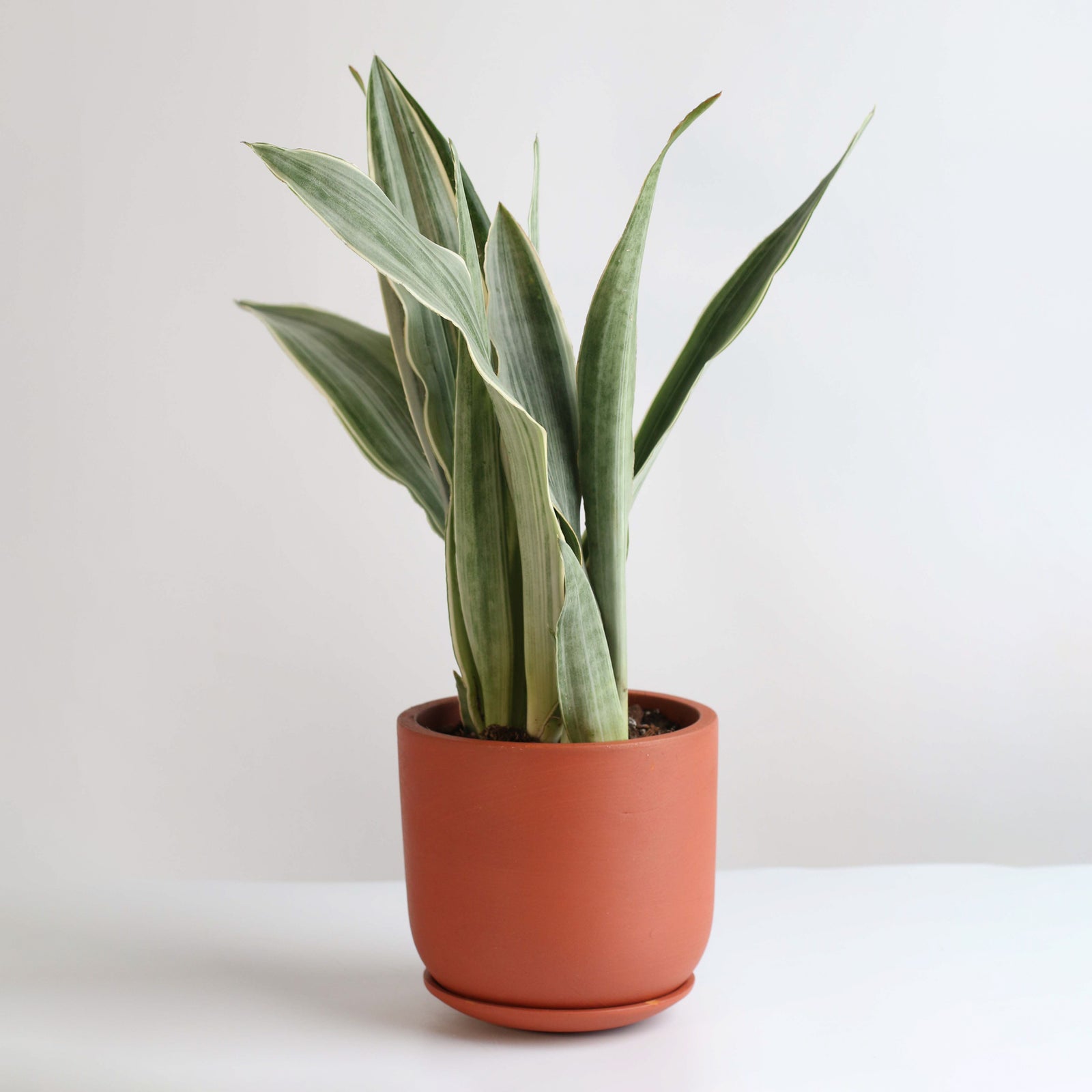 Sayuri Sansevieria Snake Plant