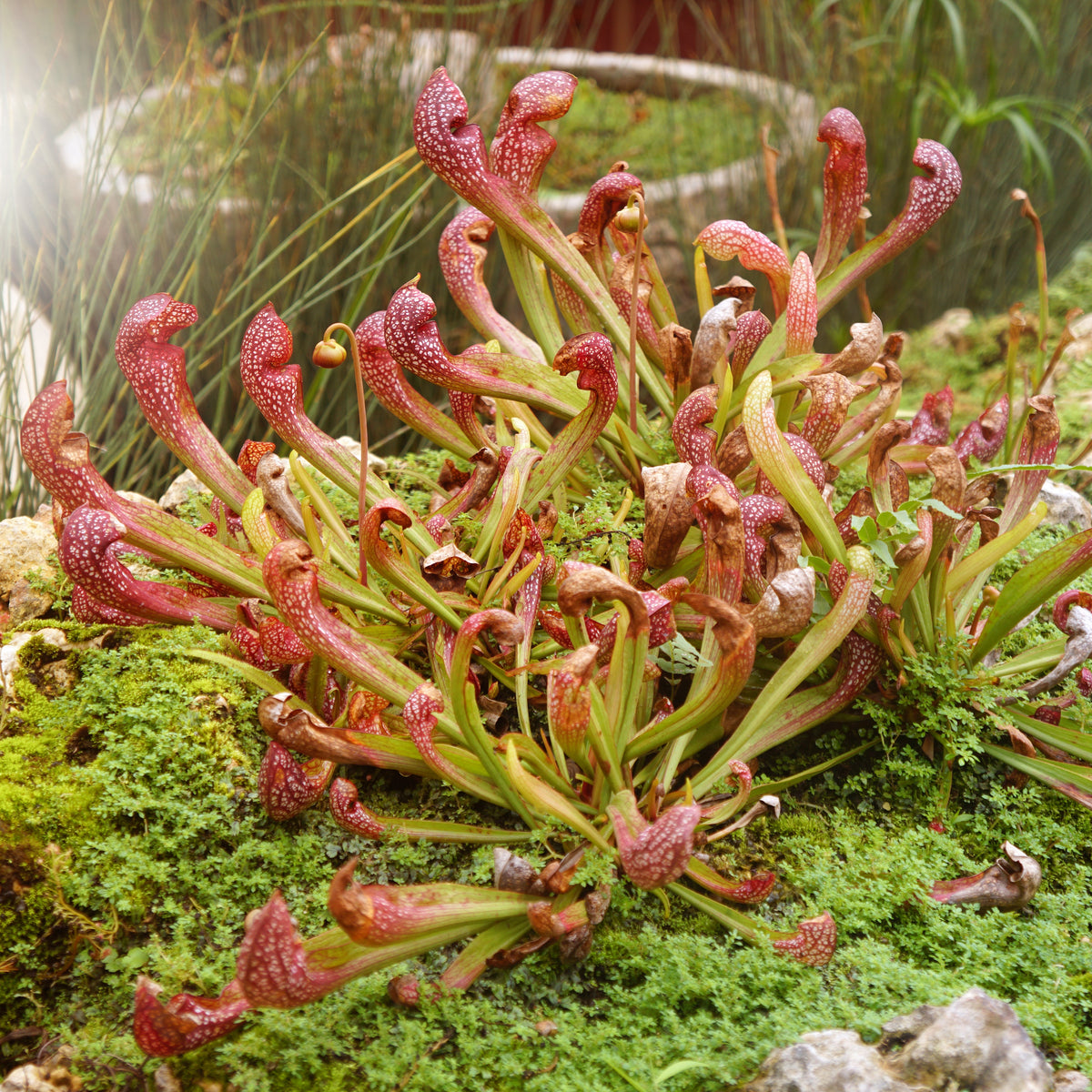 Sarracenia Scarlet Belle Carnivorous Plant