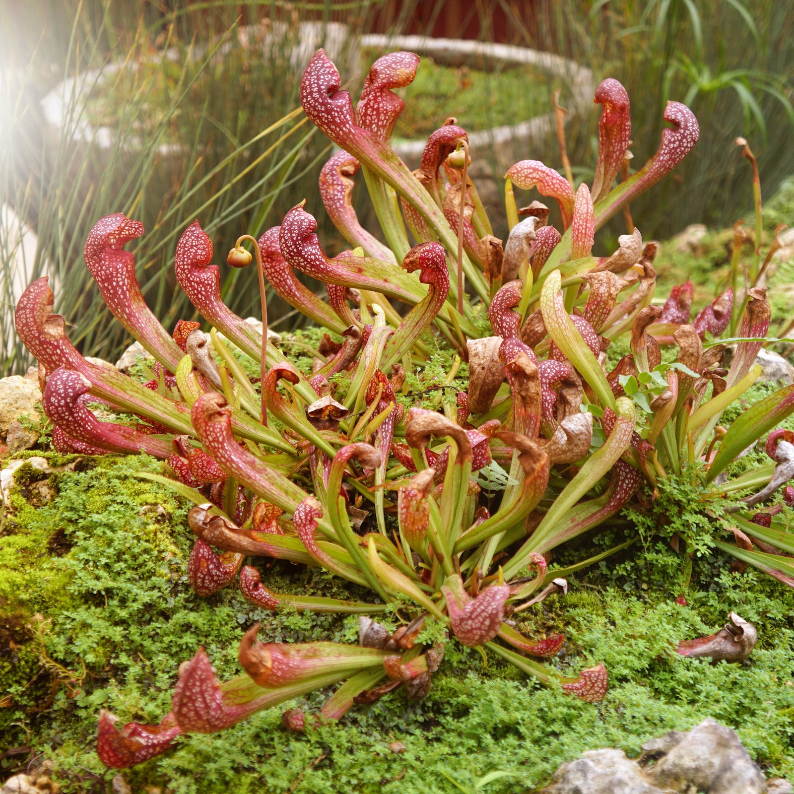 Sarracenia Scarlet Belle Carnivorous Plant