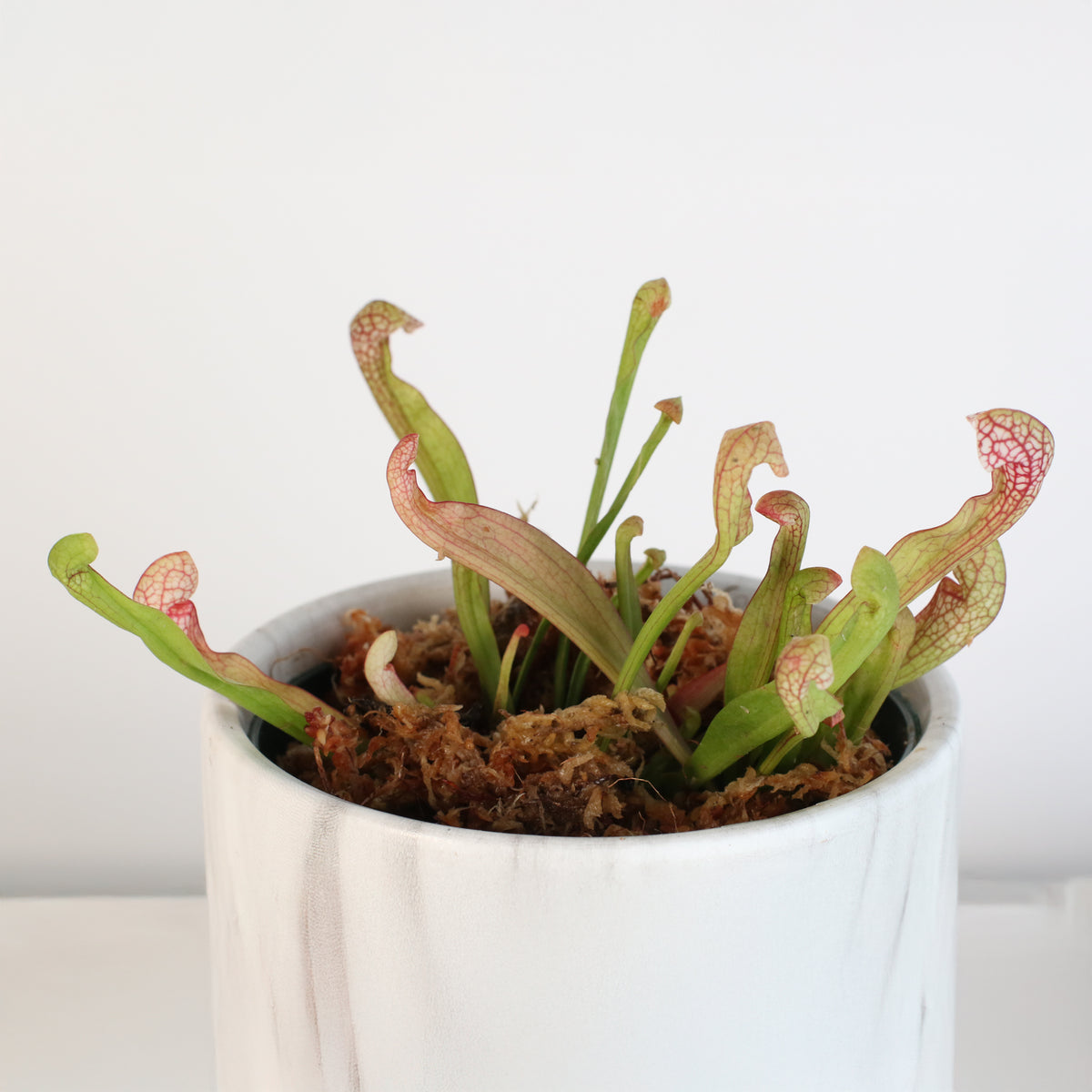 Scarlet Belle in Daphne Ceramic Planter 4.5&quot;.