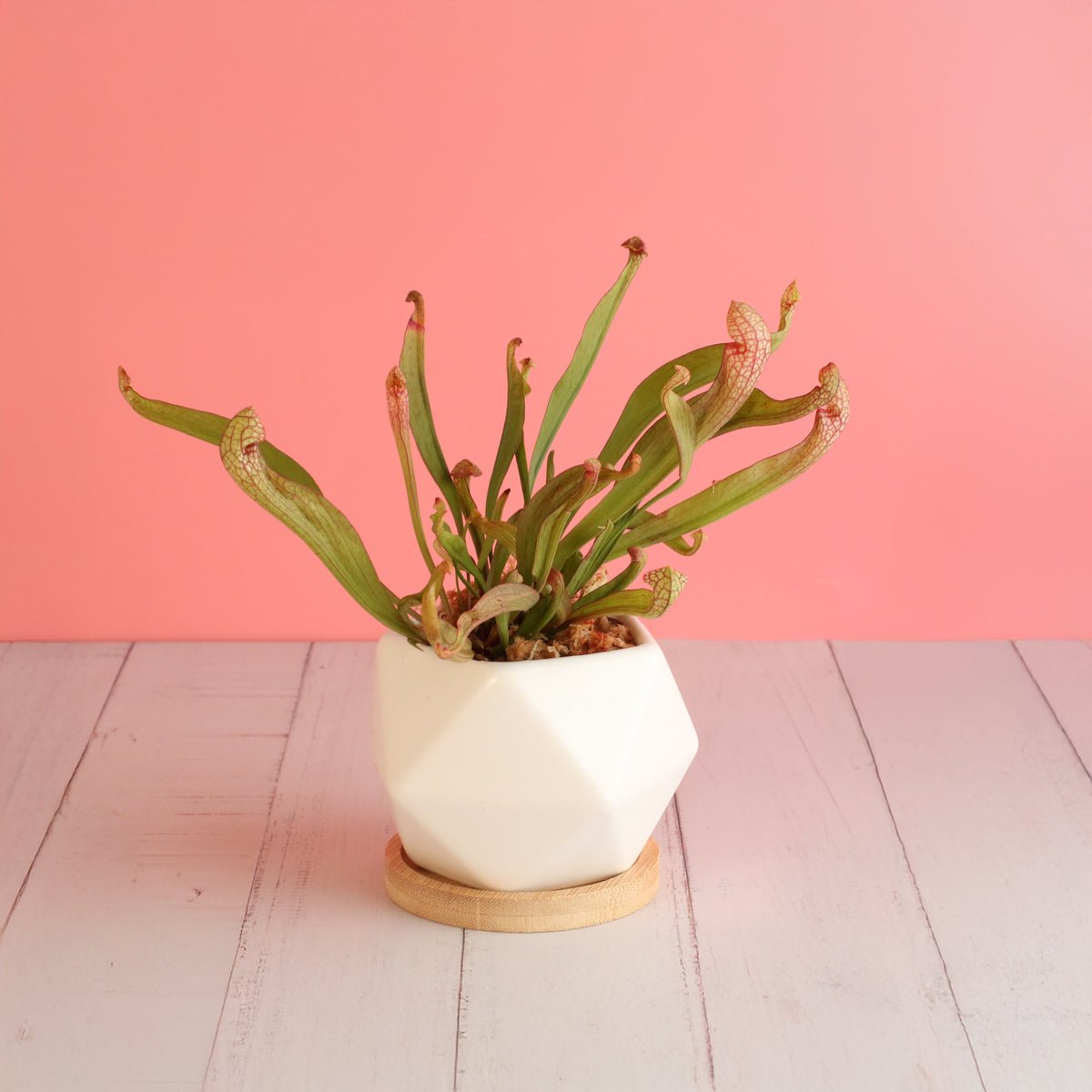 Sarracenia &#39;Scarlet Belle&#39; Carnivorous Plant