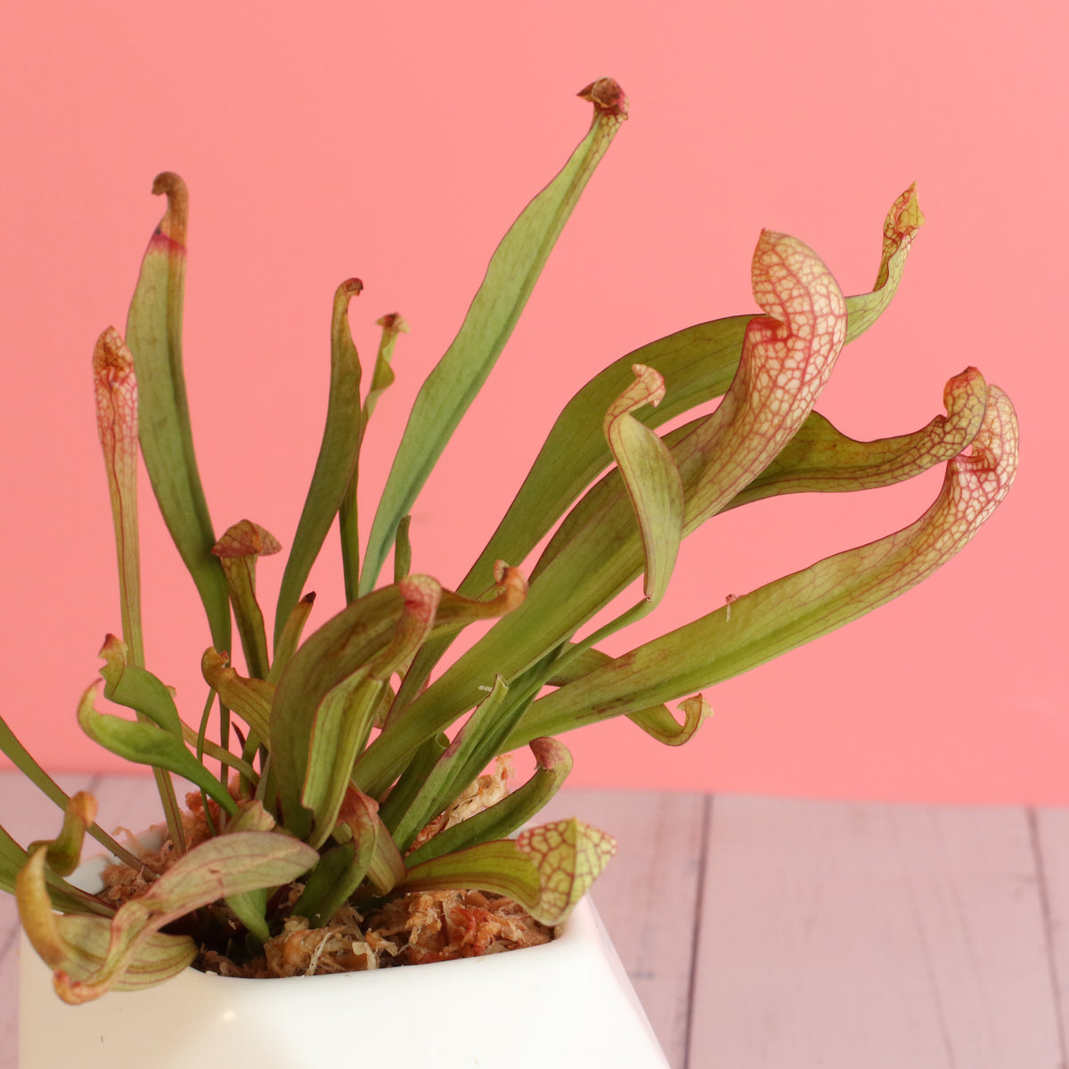 Sarracenia &#39;Scarlet Belle&#39; Carnivorous Plant