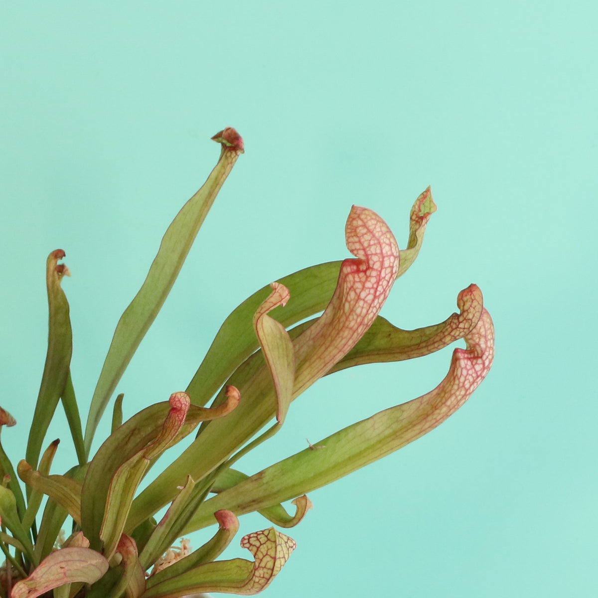 Sarracenia &#39;Scarlet Belle&#39; Carnivorous Plant