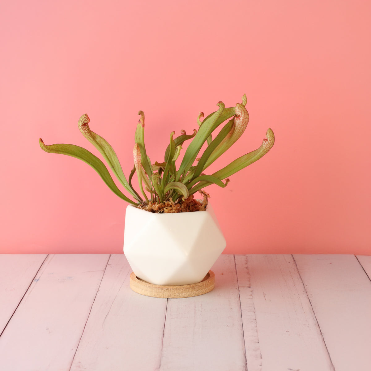Sarracenia &#39;Scarlet Belle&#39; Carnivorous Plant